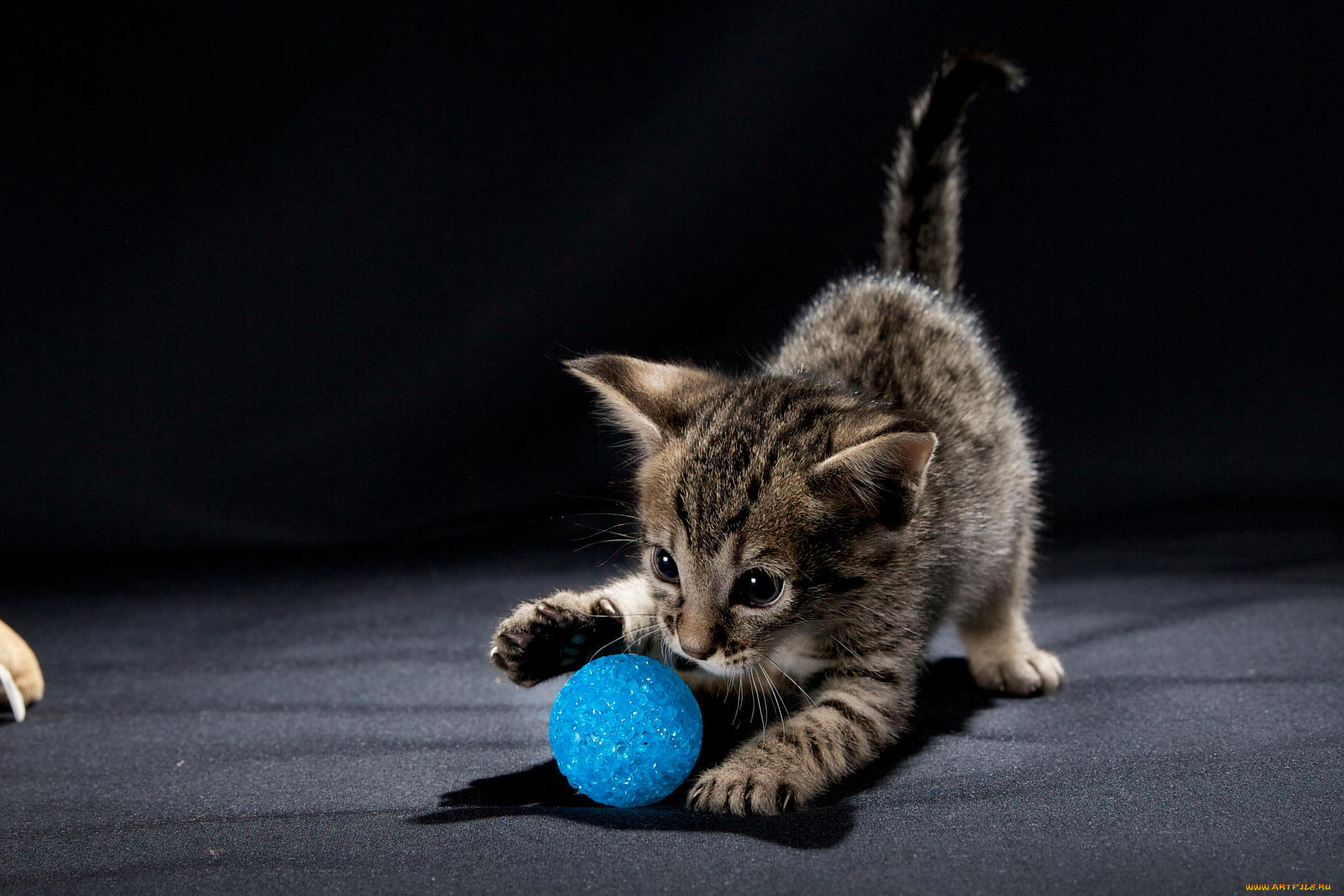 животные, коты, мячик, котенок