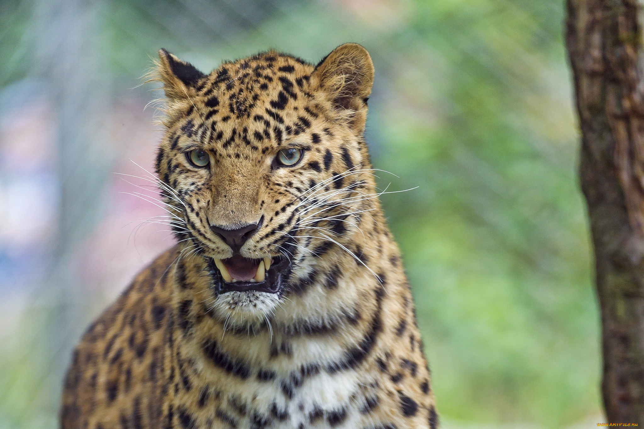 животные, леопарды, оскал, морда, угроза, леопард, злость, клыки