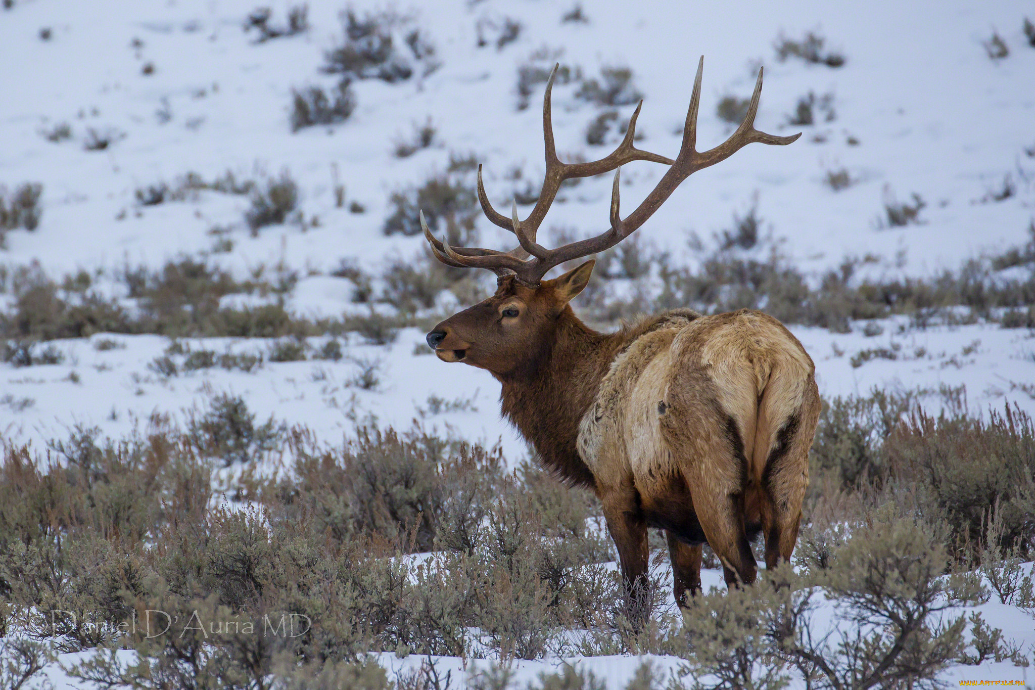 животные, олени, благородный, рога