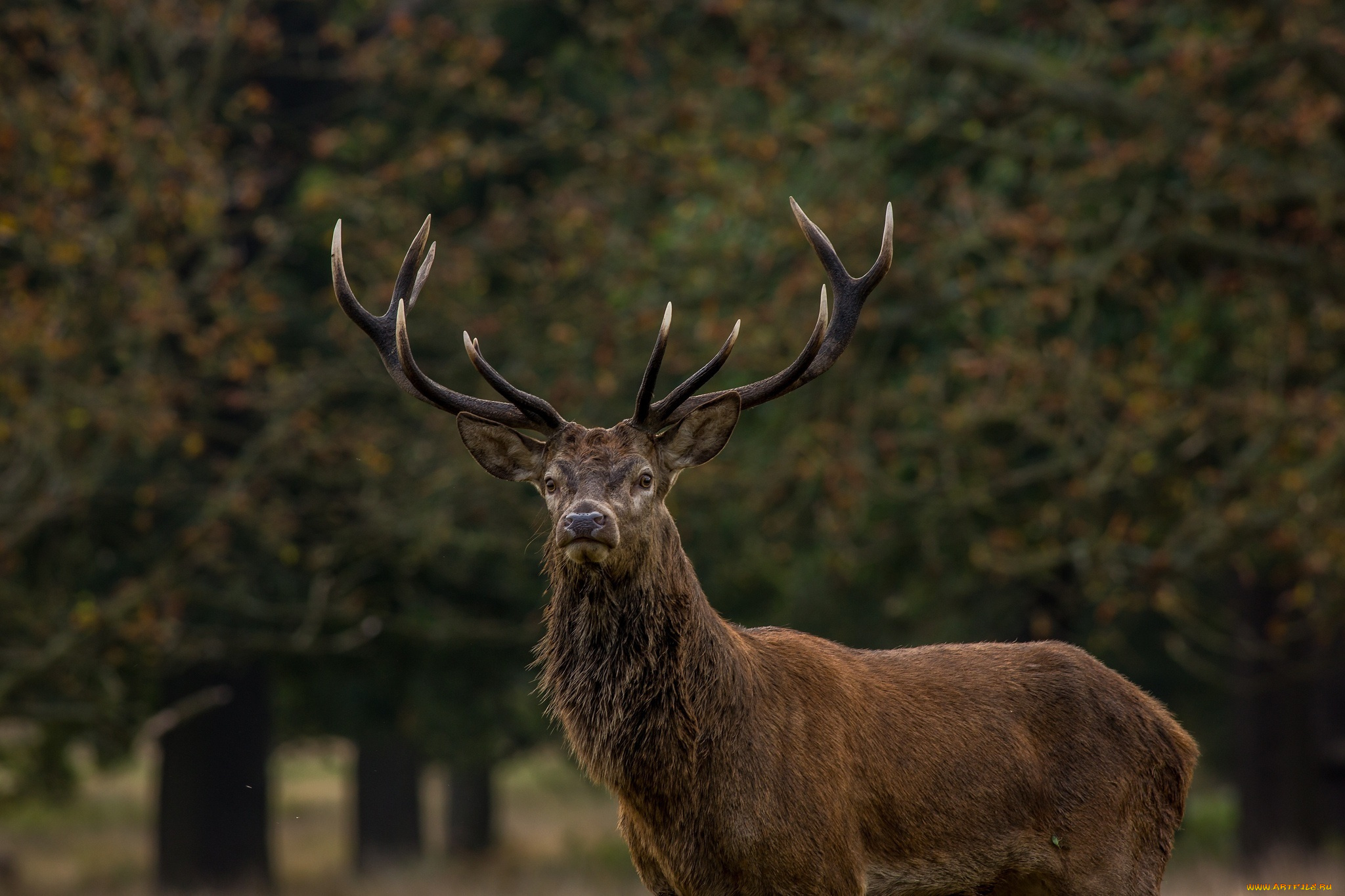 животные, олени, олень, рога, морда