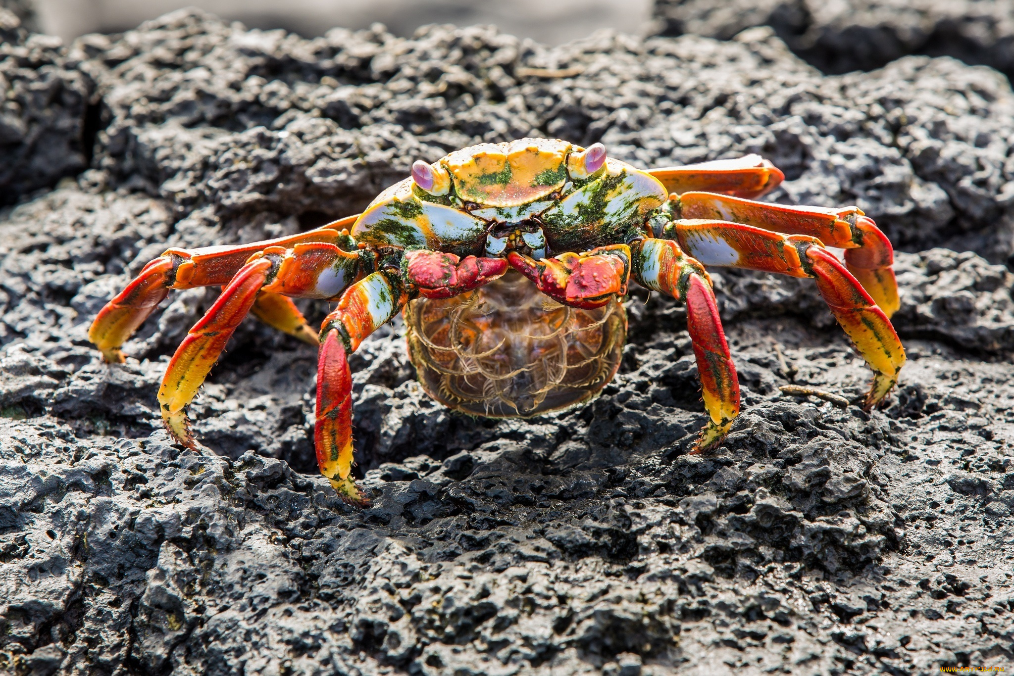 животные, крабы, , раки, краб, камень