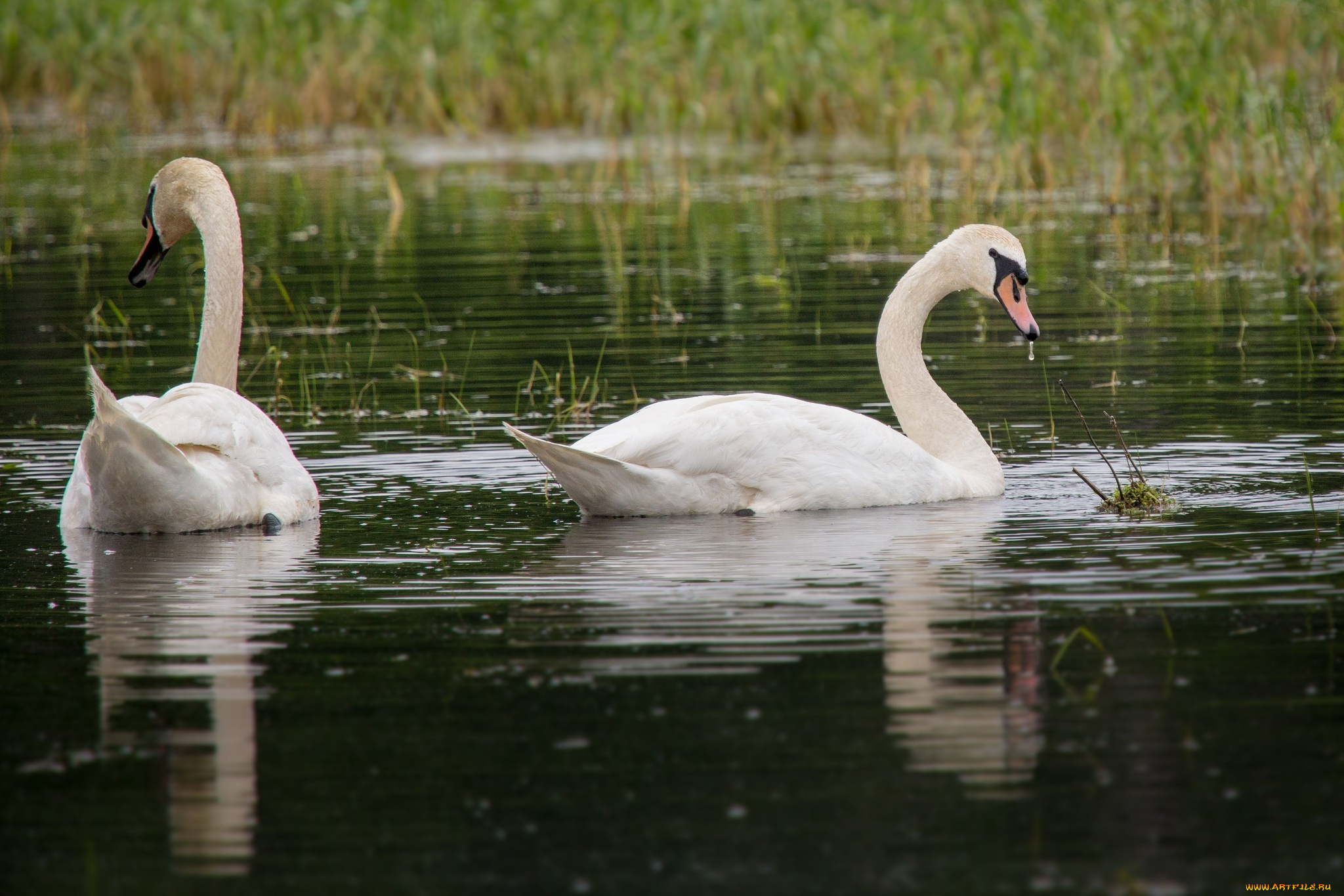 животные, лебеди, вода, белые, пара, грация, трава
