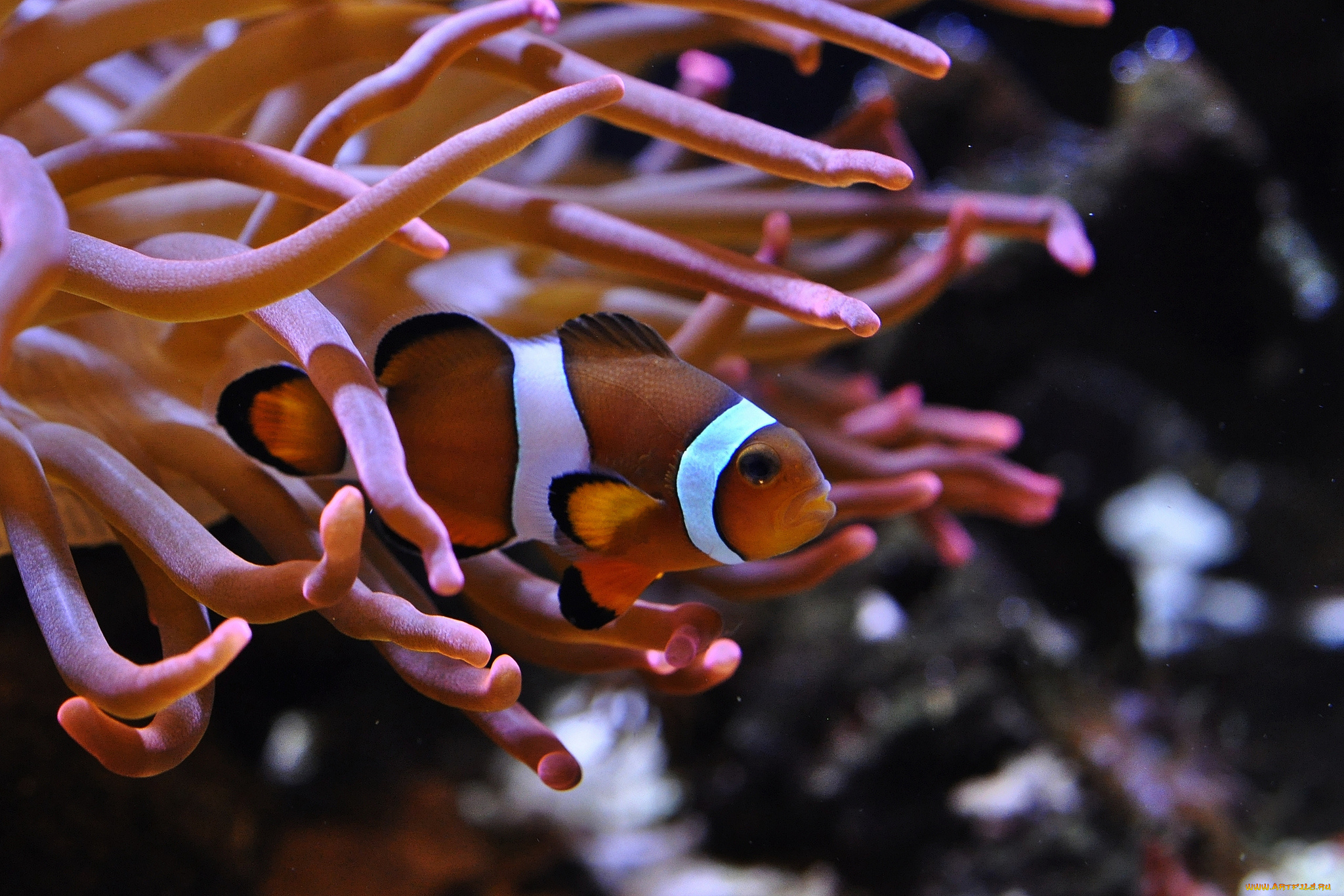 животные, рыбы, рыба