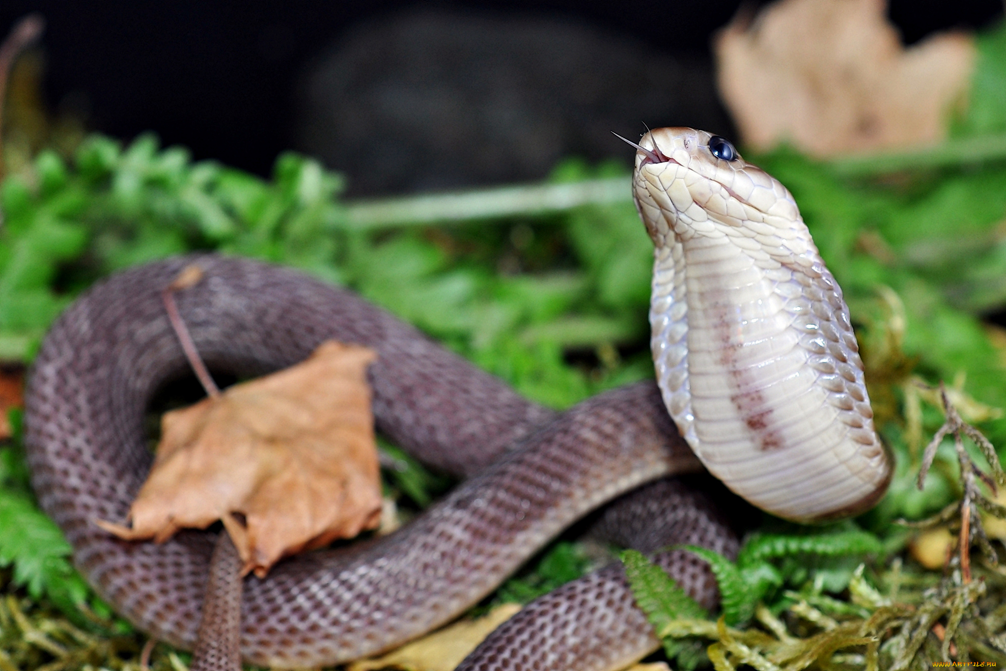 животные, змеи, , питоны, , кобры, змея