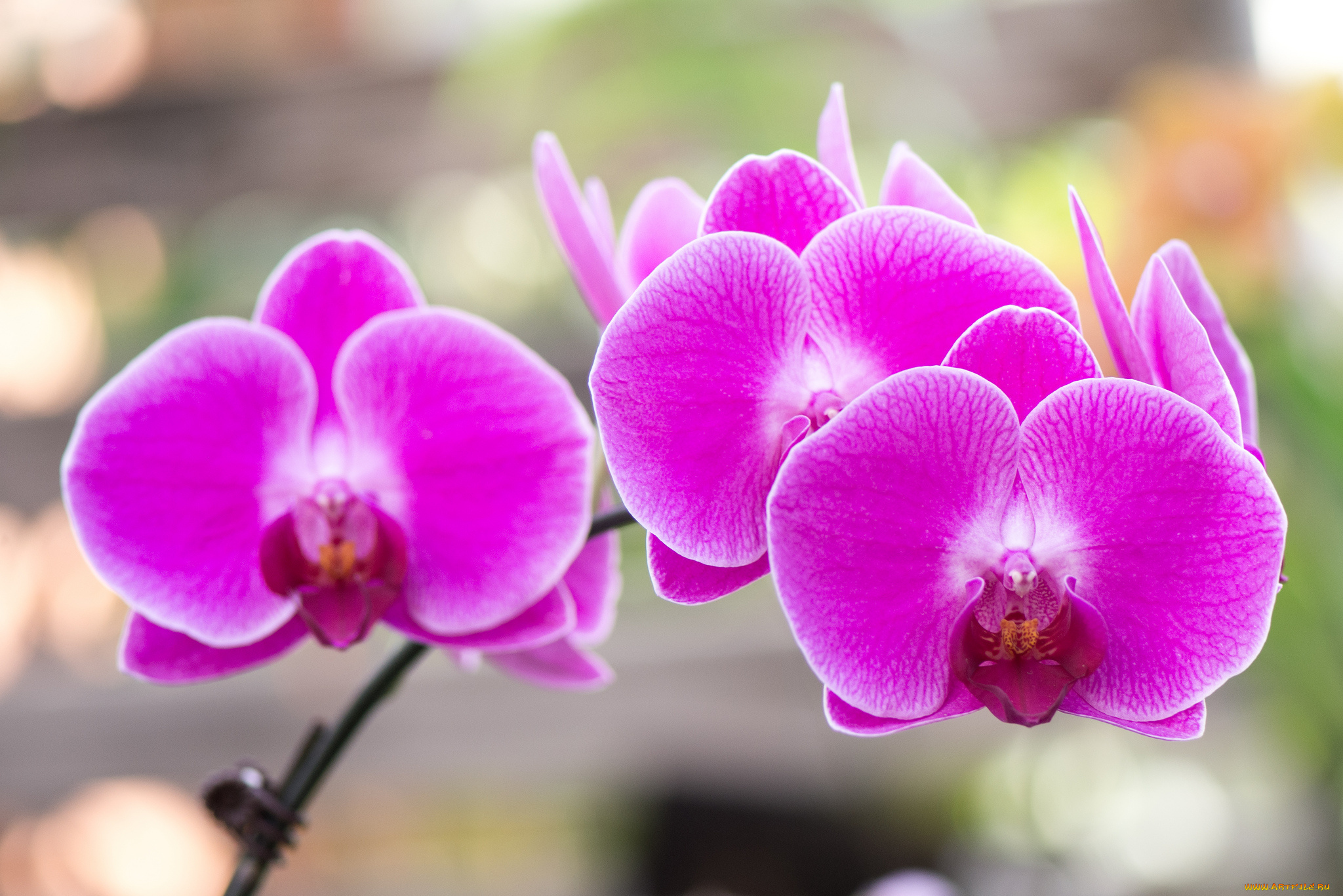 цветы, орхидеи, орхидея
