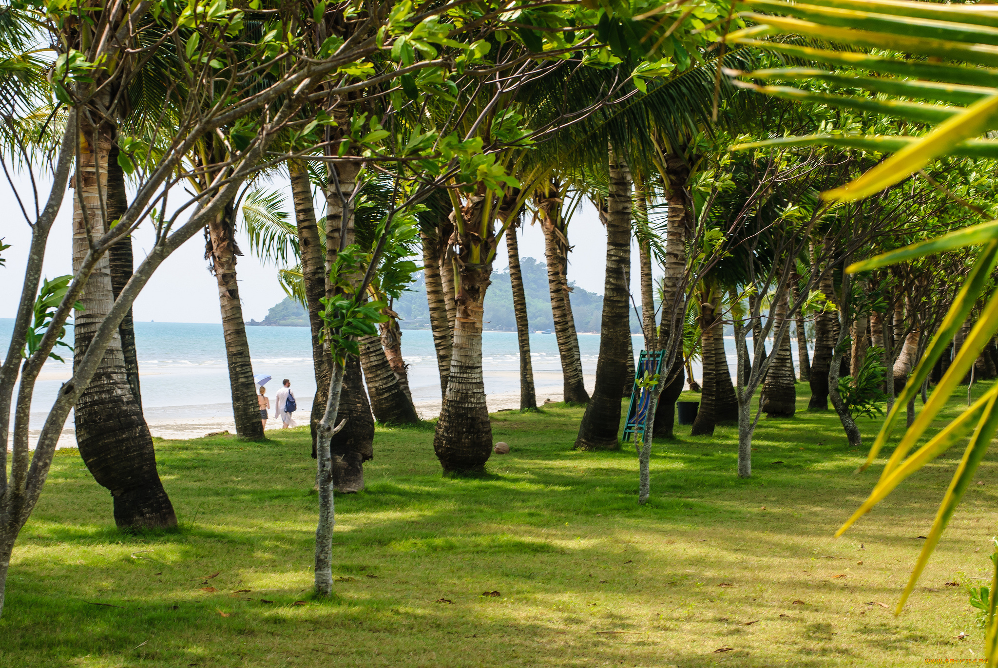 природа, тропики, парк