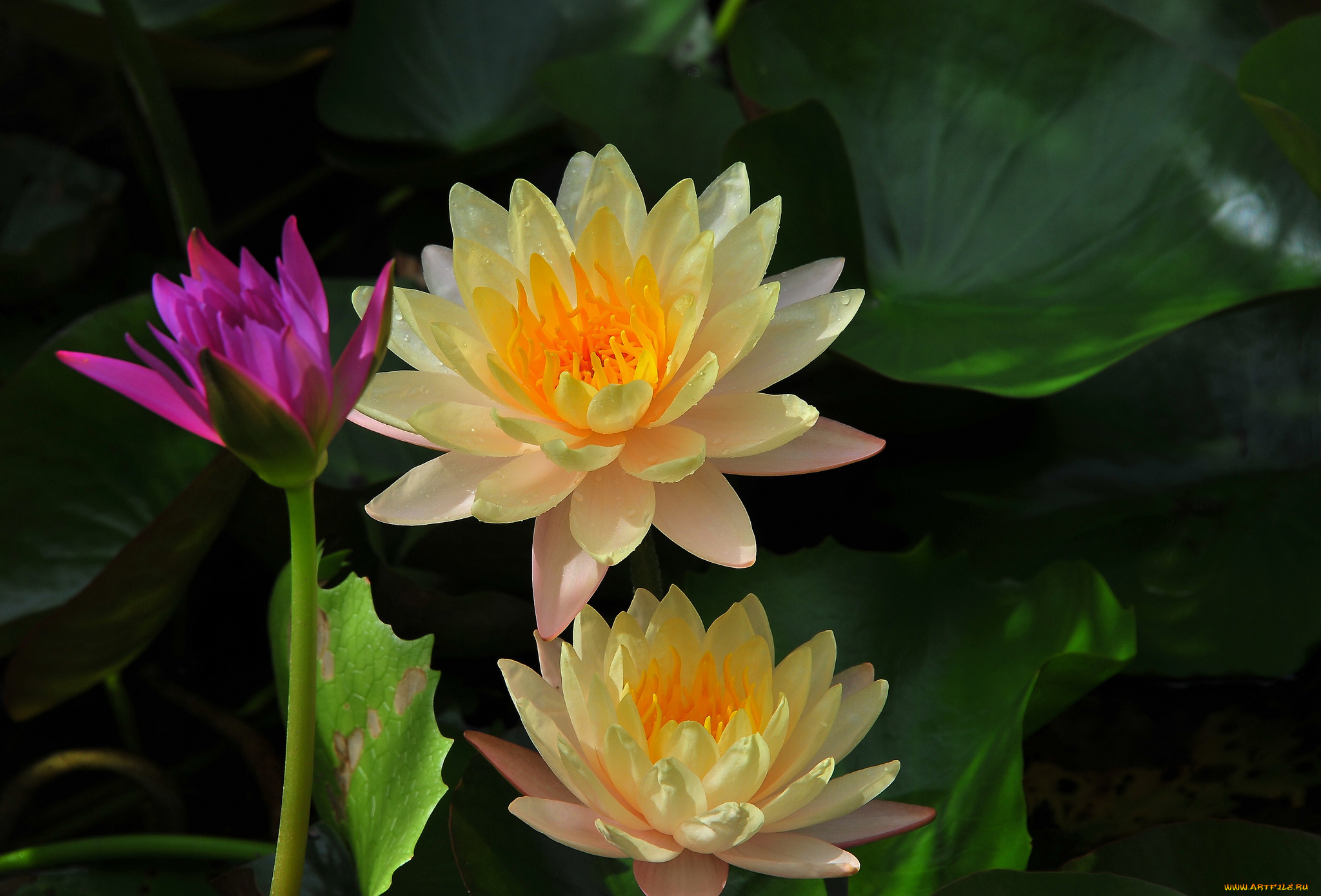 цветы, лилии, водяные, , нимфеи, , кувшинки, листья, вода, лилия