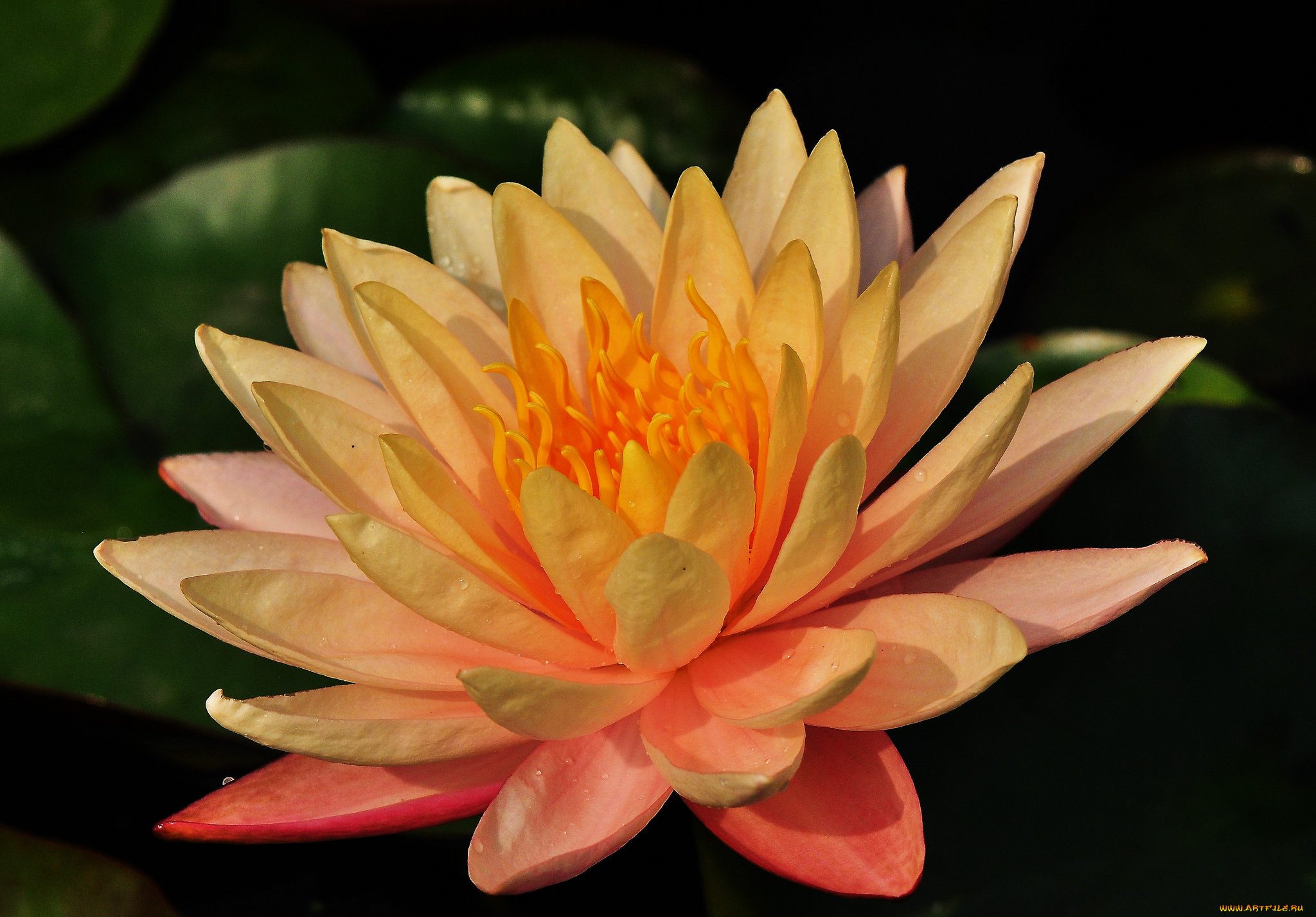 цветы, лилии, водяные, , нимфеи, , кувшинки, листья, вода, лилия