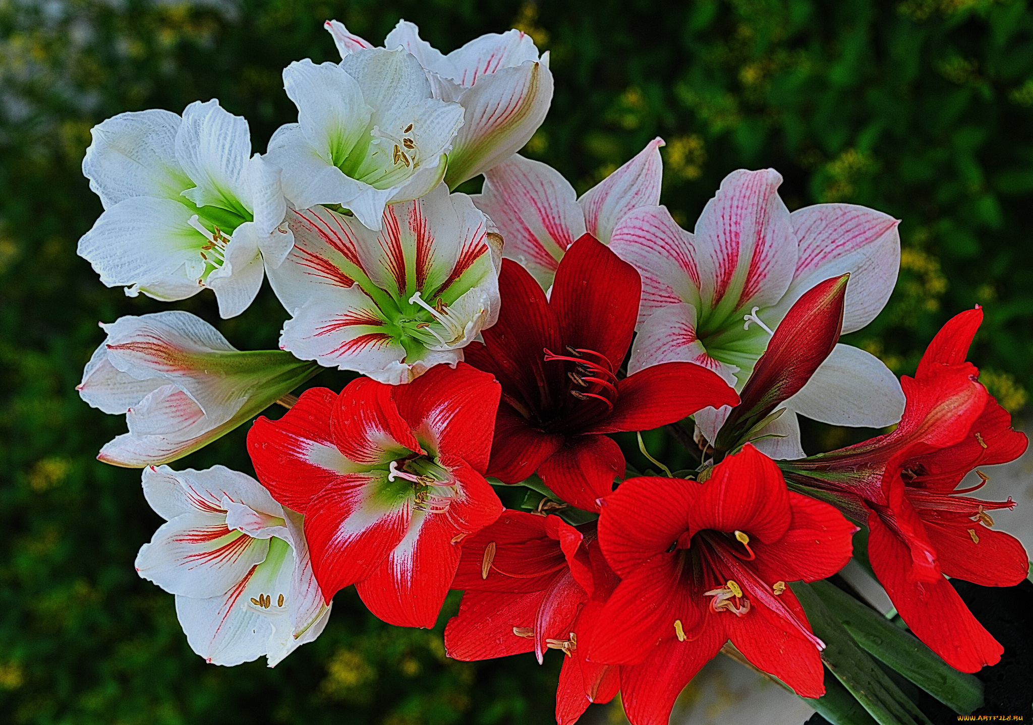 цветы, амариллисы, , гиппеаструмы, лепестки, цветки