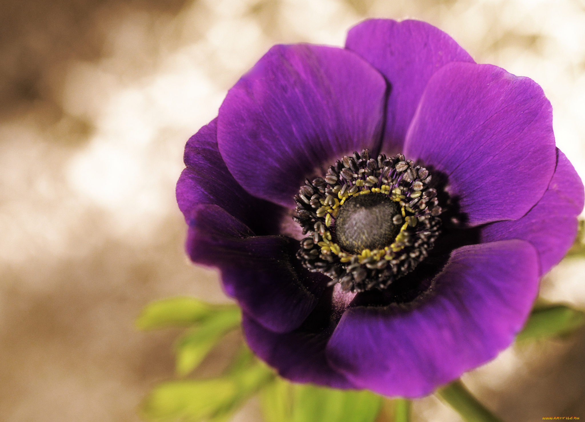 цветы, анемоны, , адонисы, мак