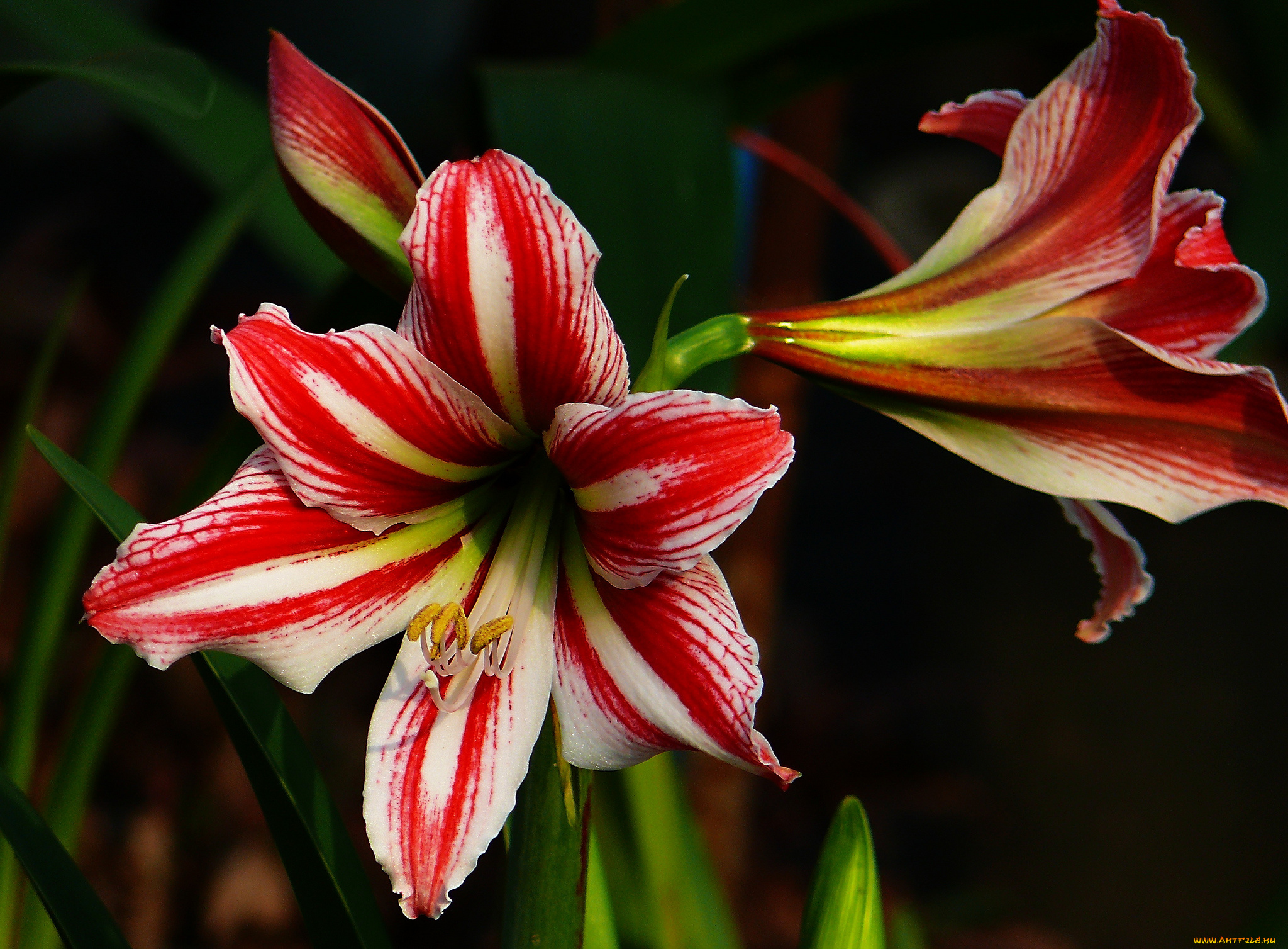 цветы, лилии, , лилейники, стебель