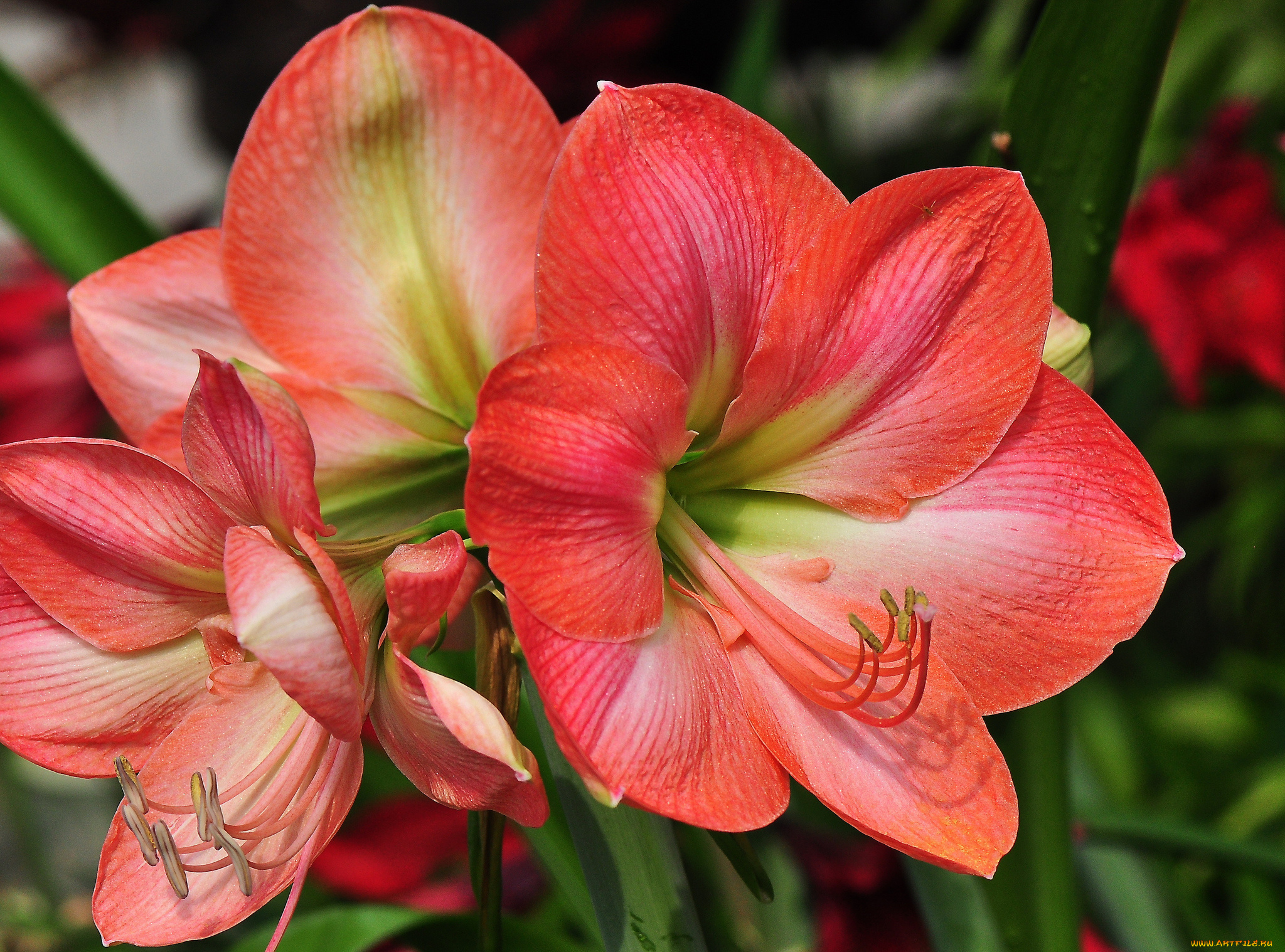 цветы, лилии, , лилейники