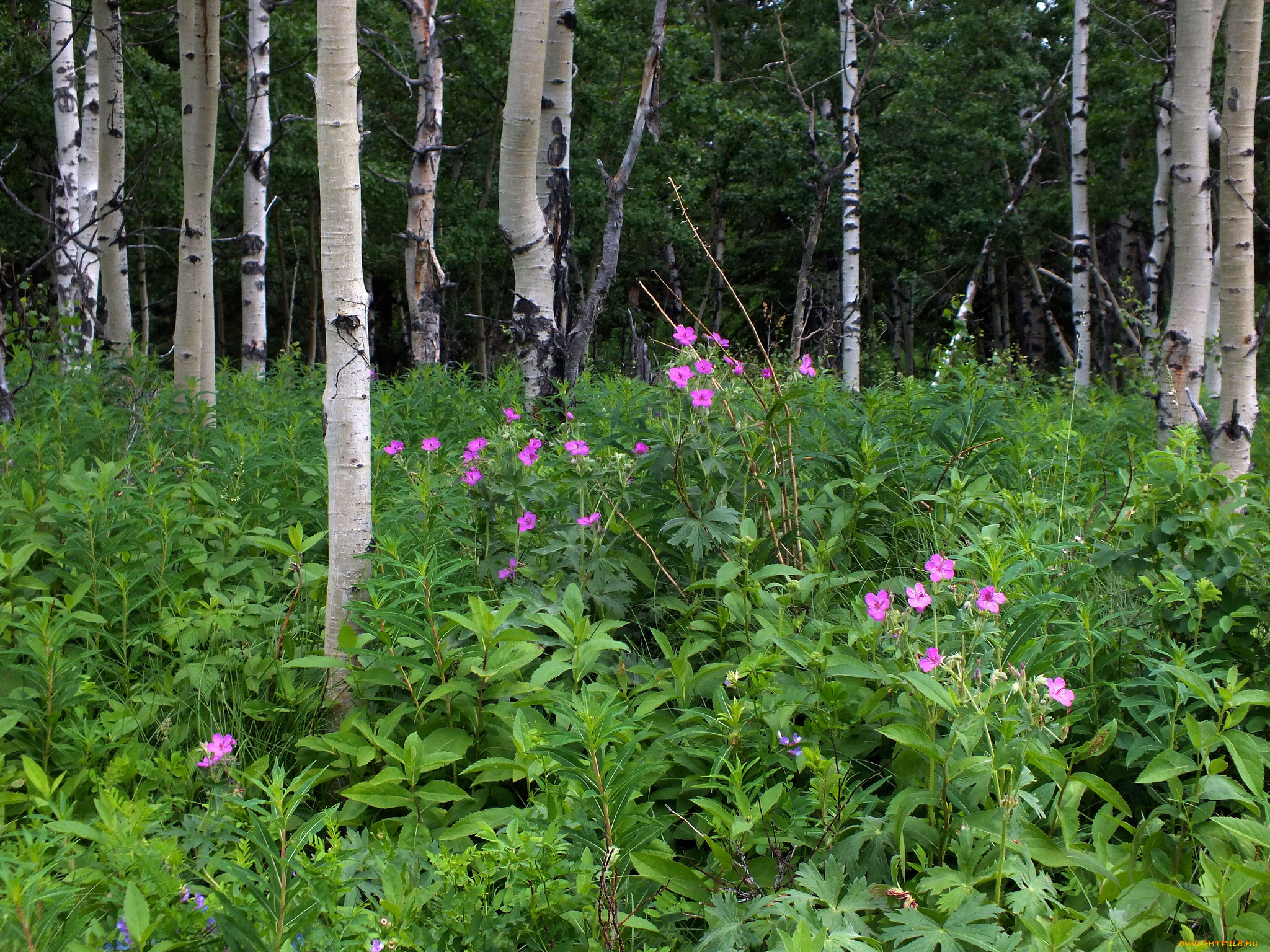 природа, лес