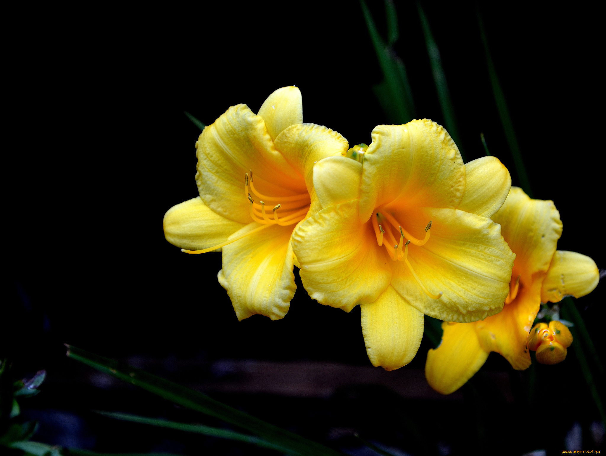 цветы, лилии, , лилейники