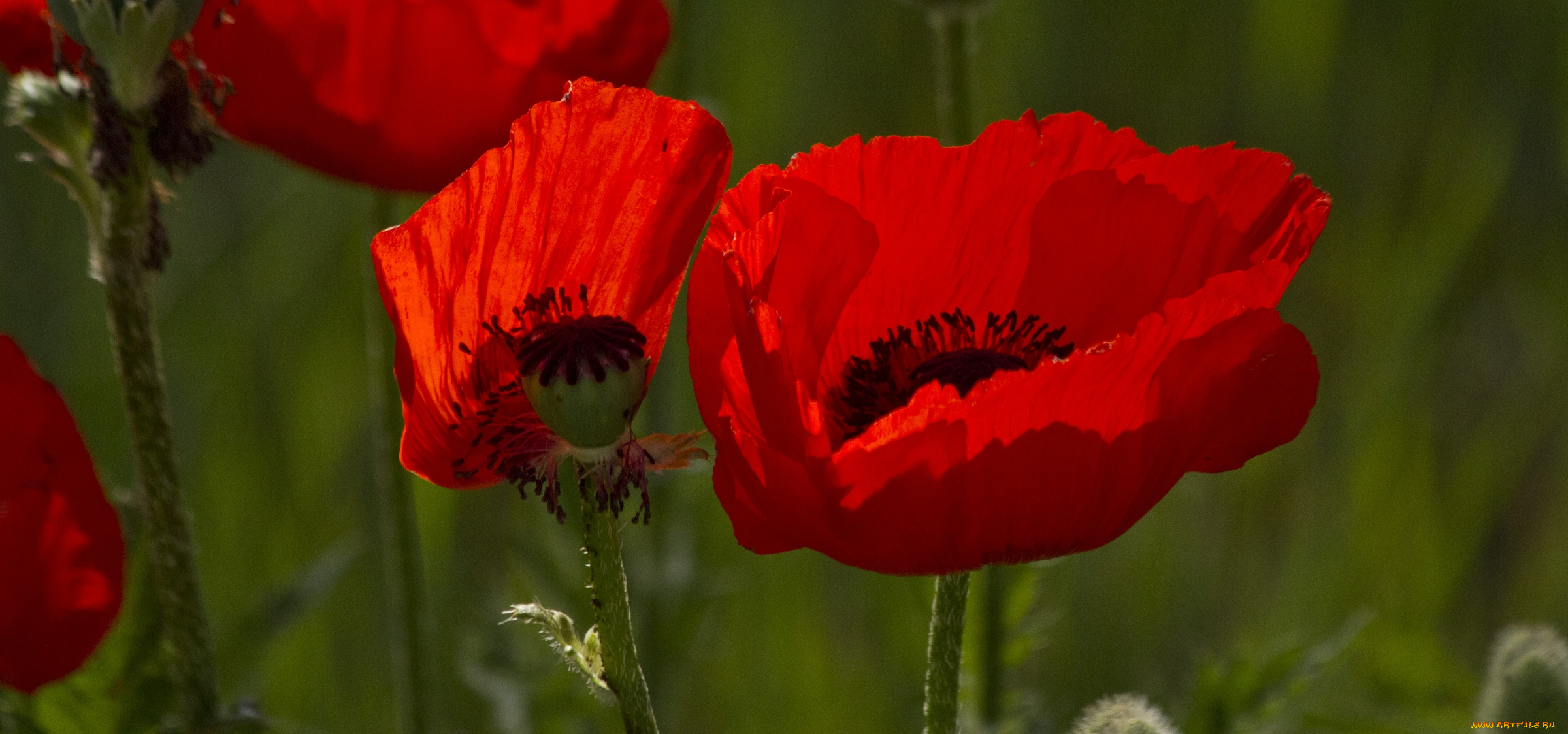 цветы, маки, мак