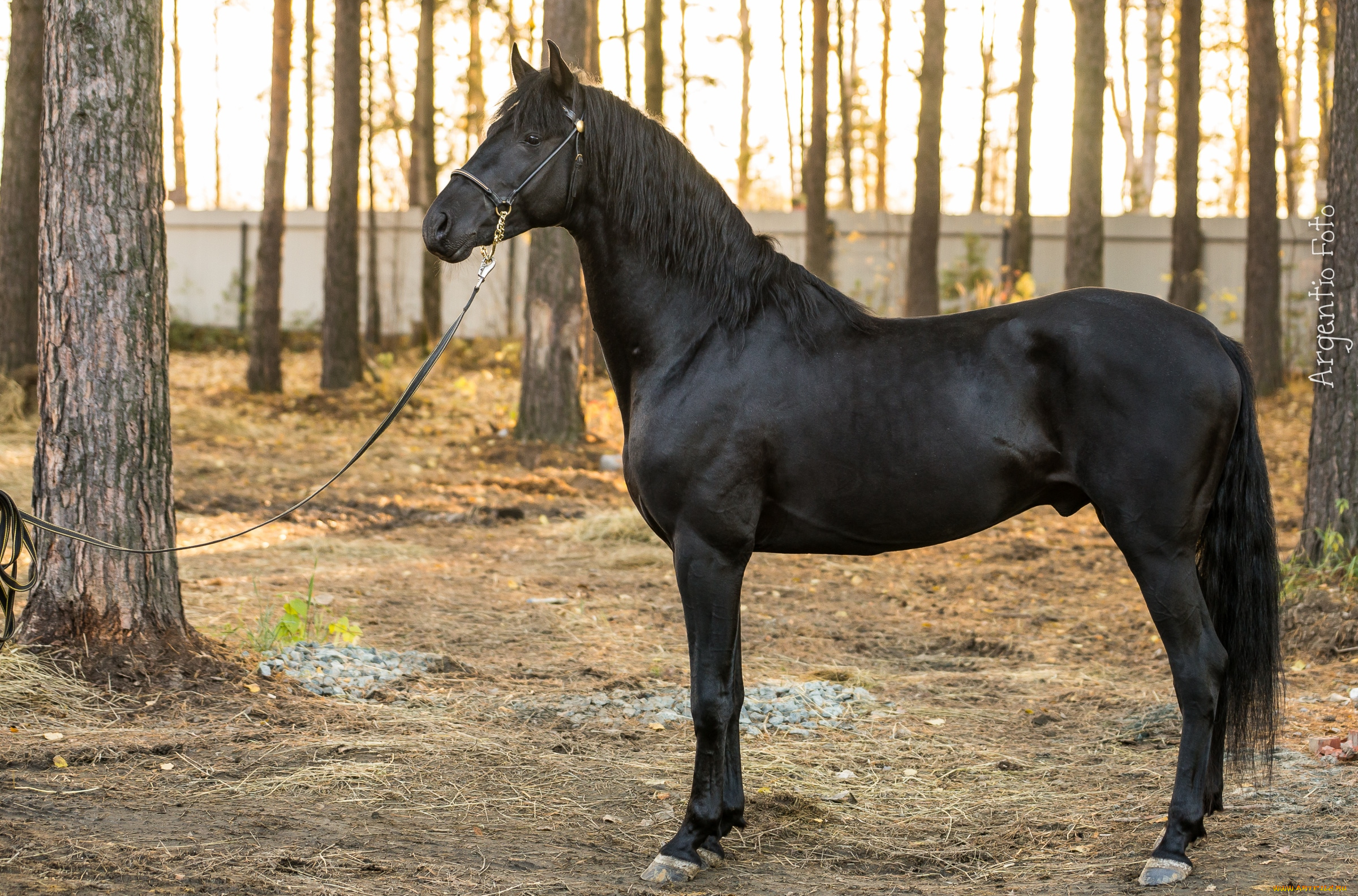 животные, лошади, вороной