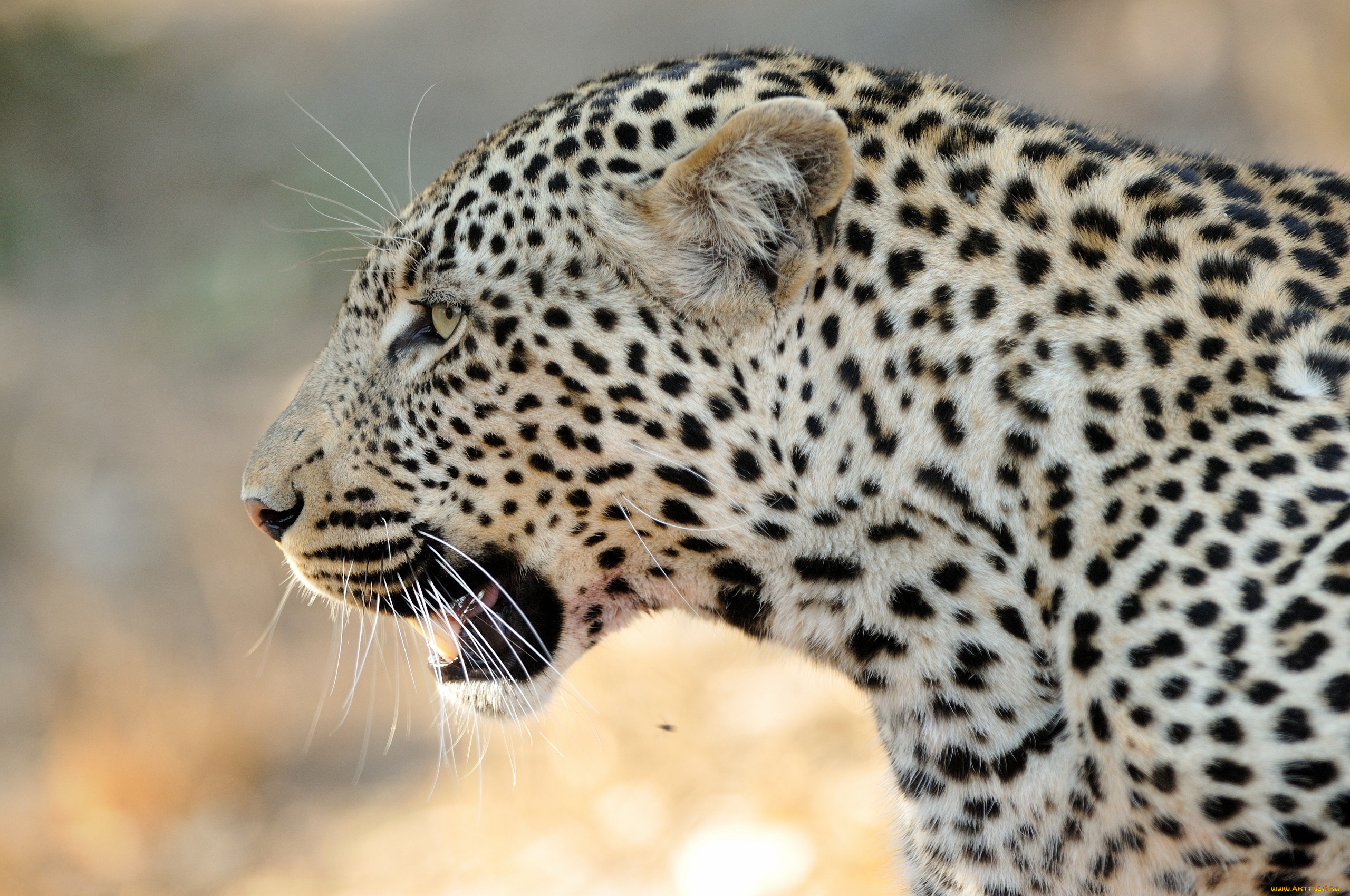 животные, леопарды, леопард, морда, профиль