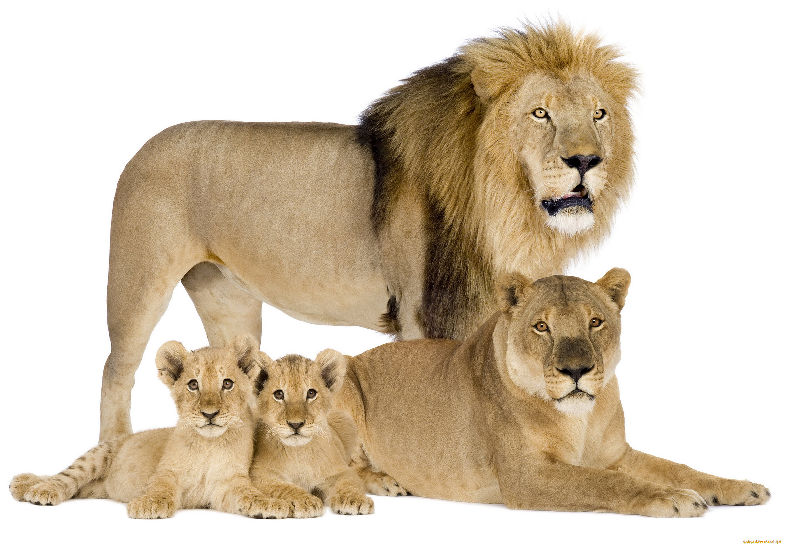животные, львы, детеныши