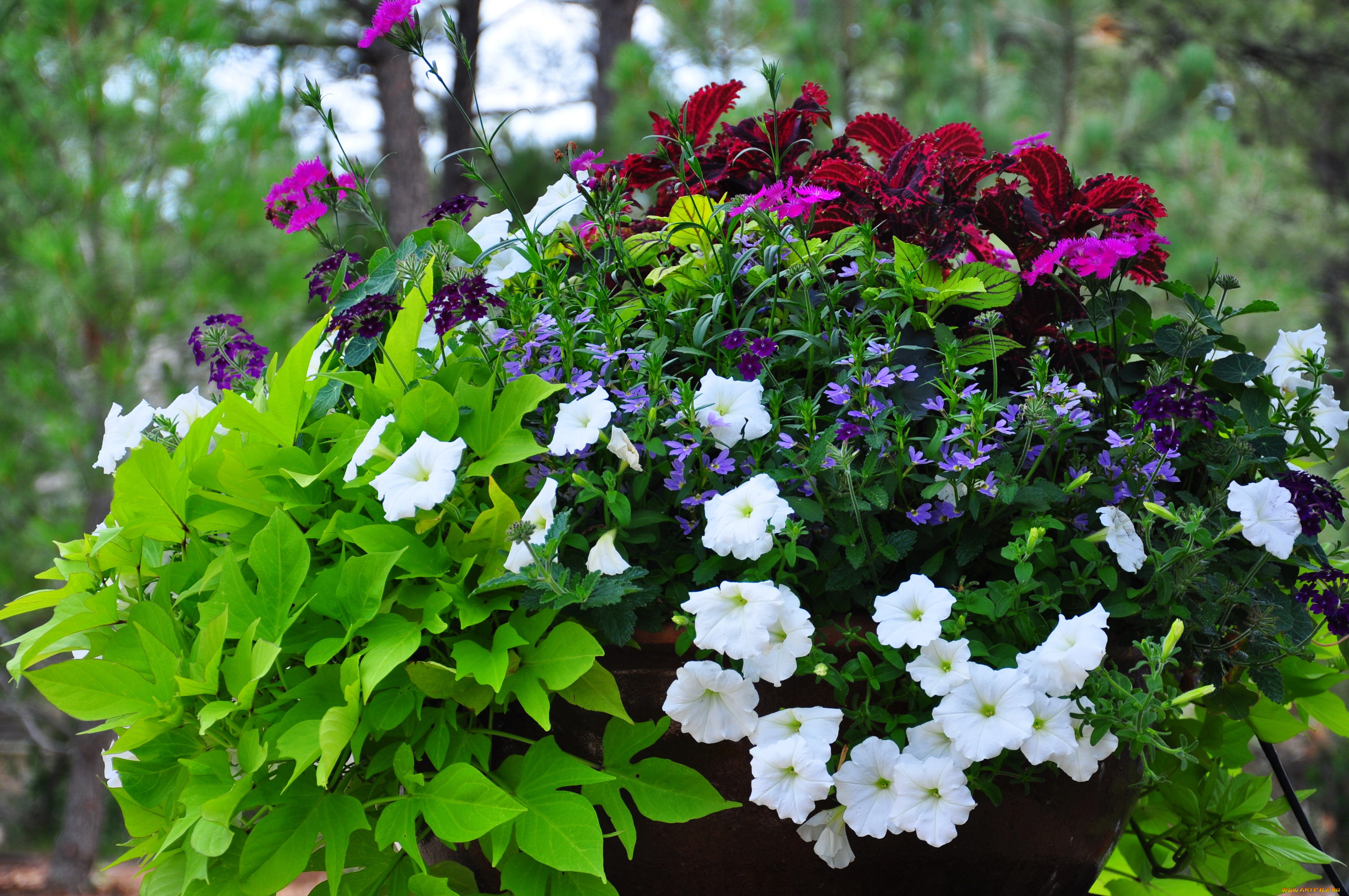 цветы, разные, вместе, петунья, гвоздики, клумба