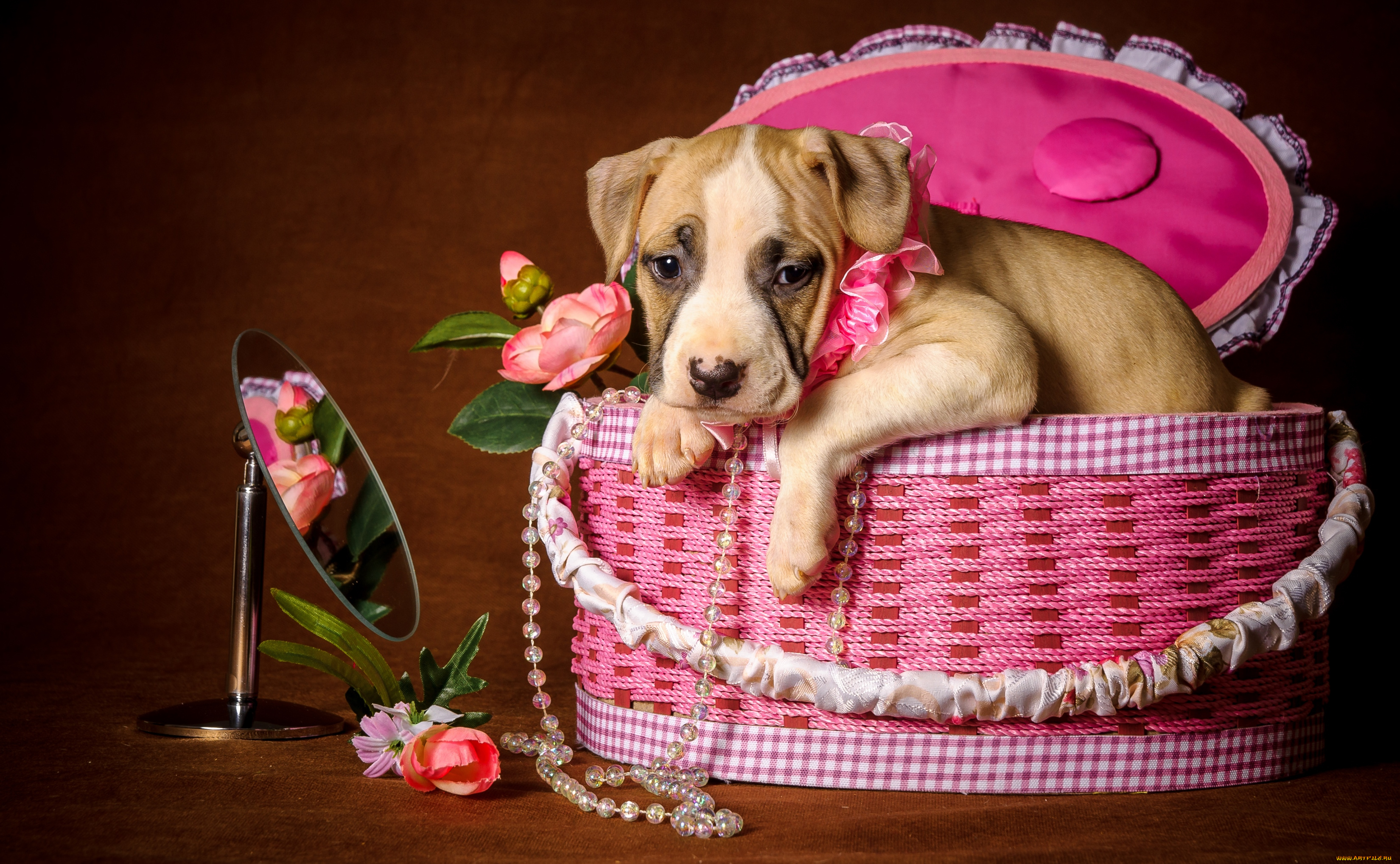 животные, собаки, зеркало, щенок, ожерелье, коробка