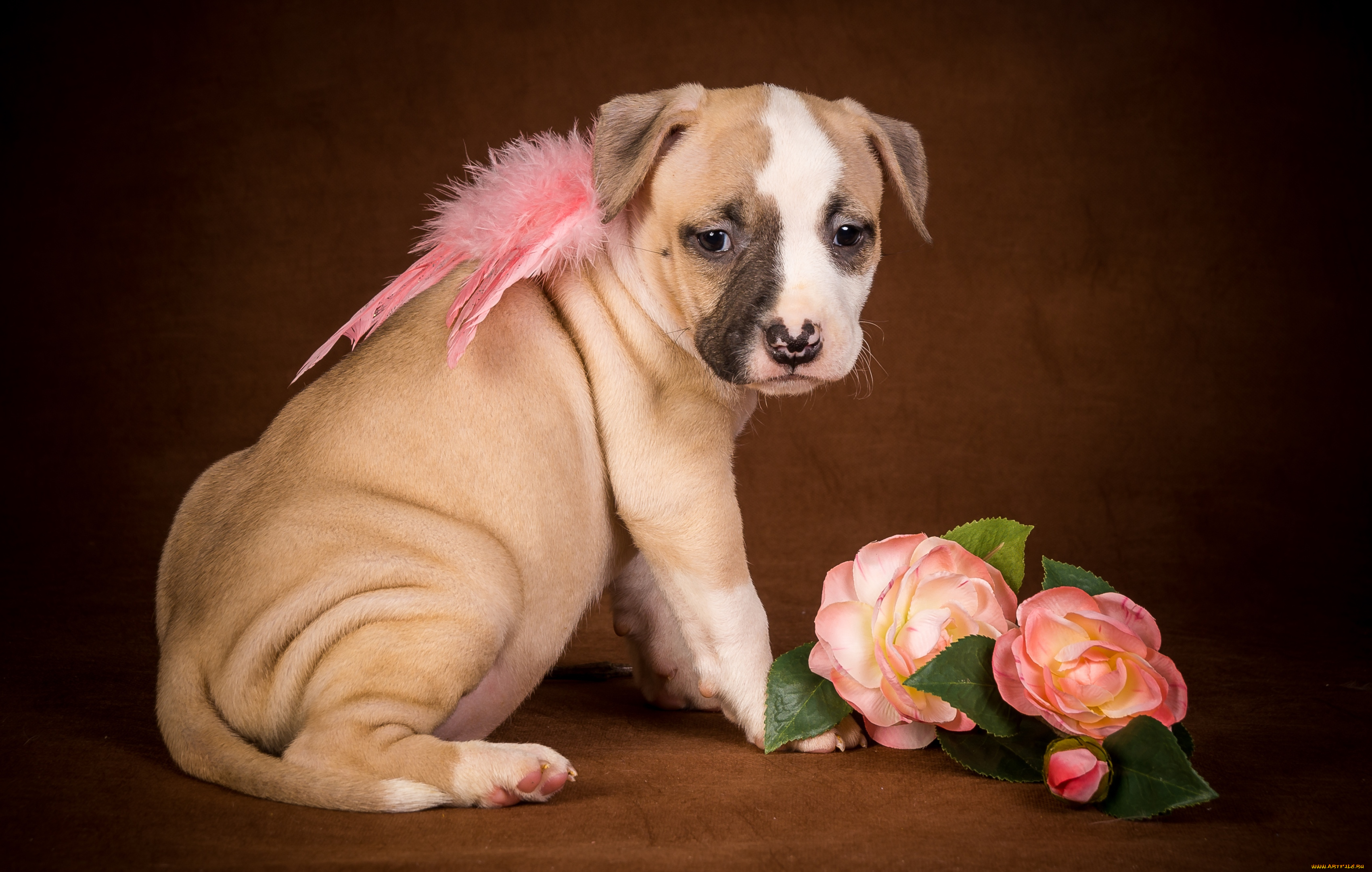 животные, собаки, щенок, ангел, крылья