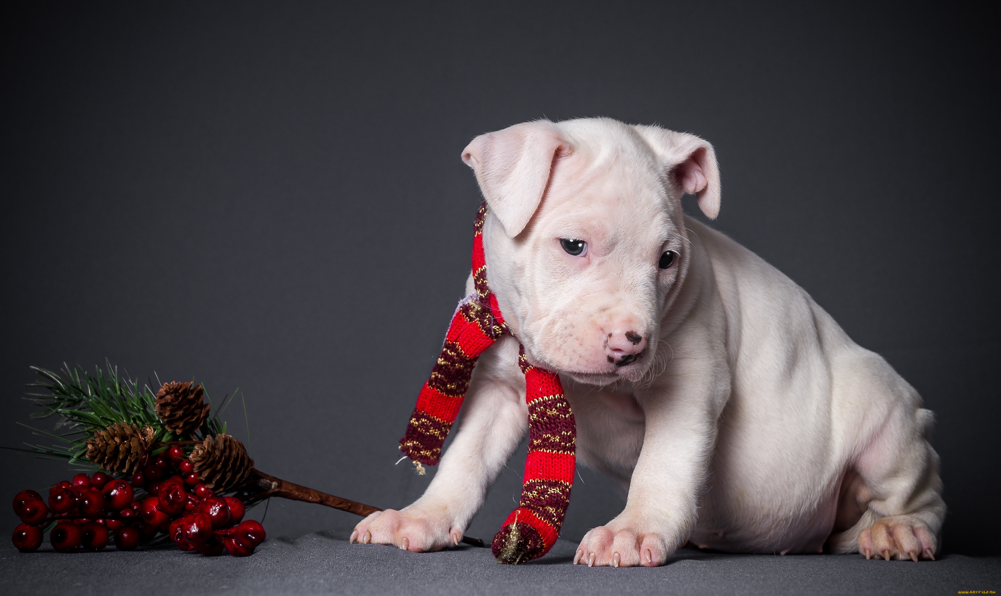 животные, собаки, щенок, шарфик