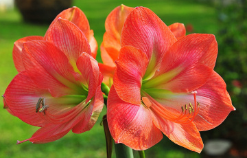 обоя цветы, лилии,  лилейники