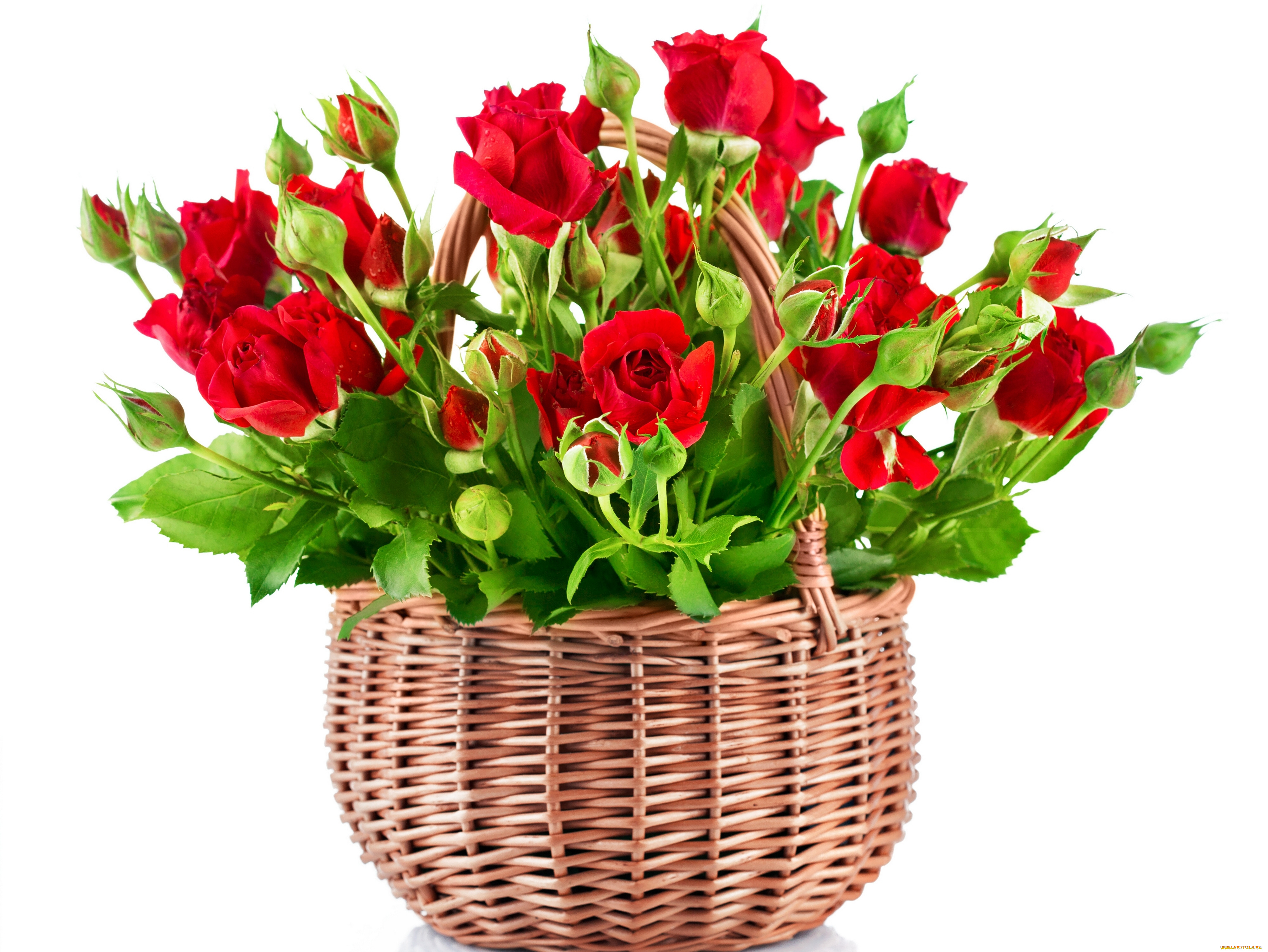 цветы, розы, бутоны, розочки, корзина