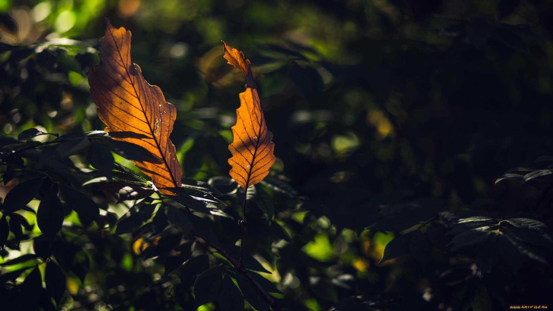 природа, листья, блики, макро, свет, тень