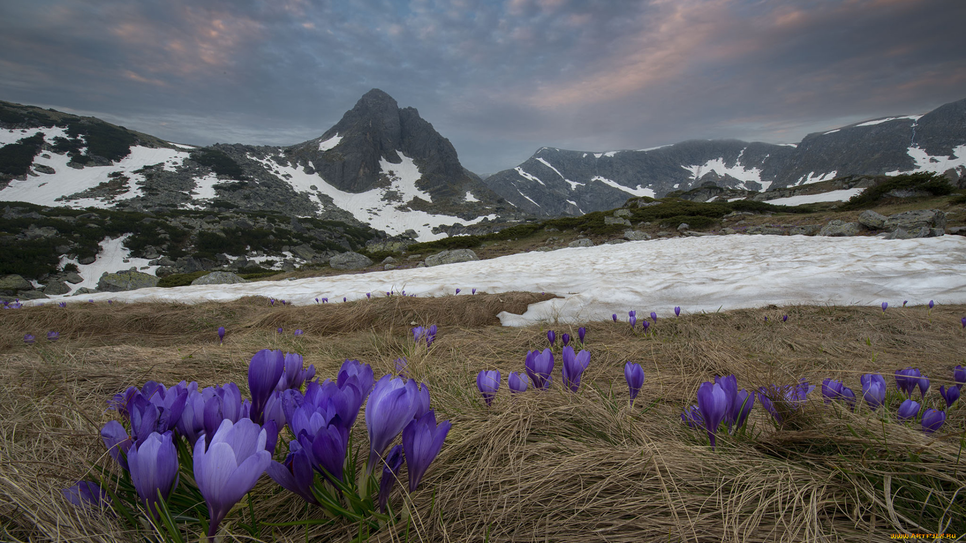 природа, луга, горы, крокусы, луг