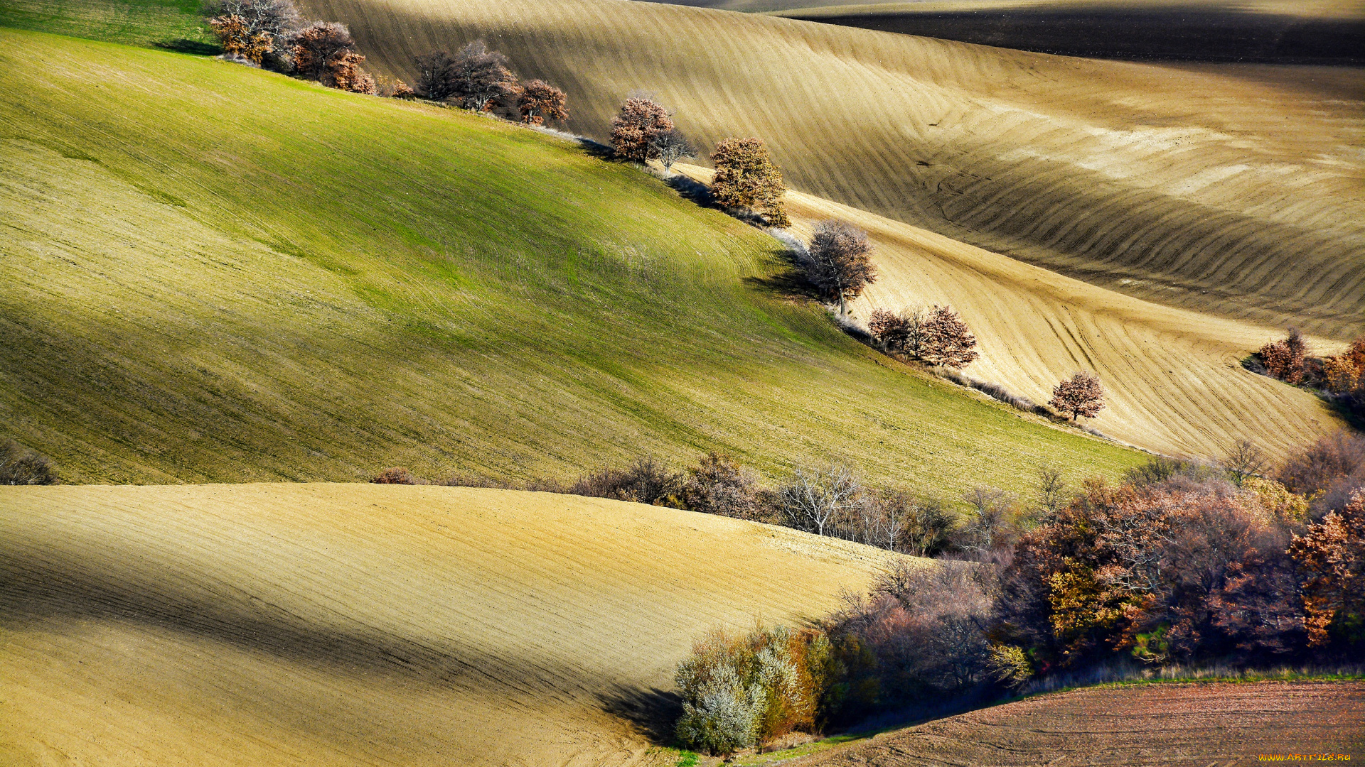 природа, поля, деревья