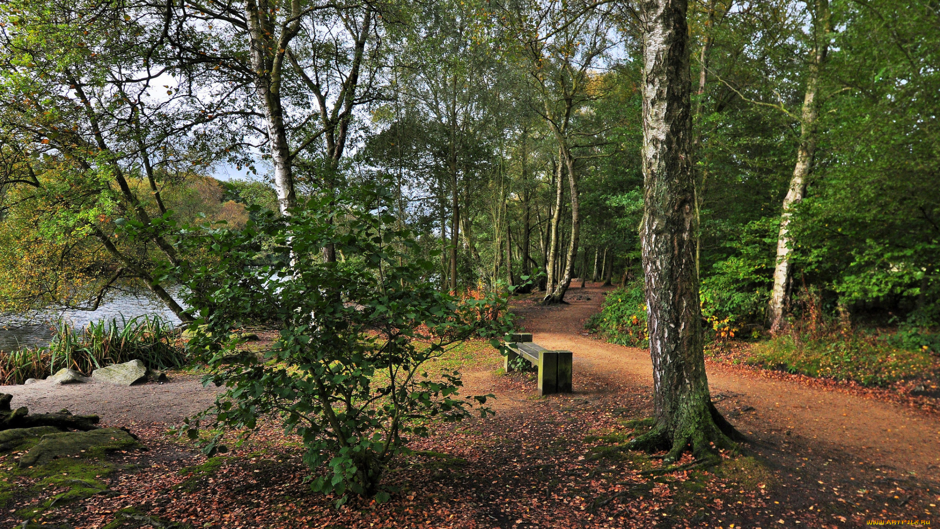 природа, реки, озера, река, лес