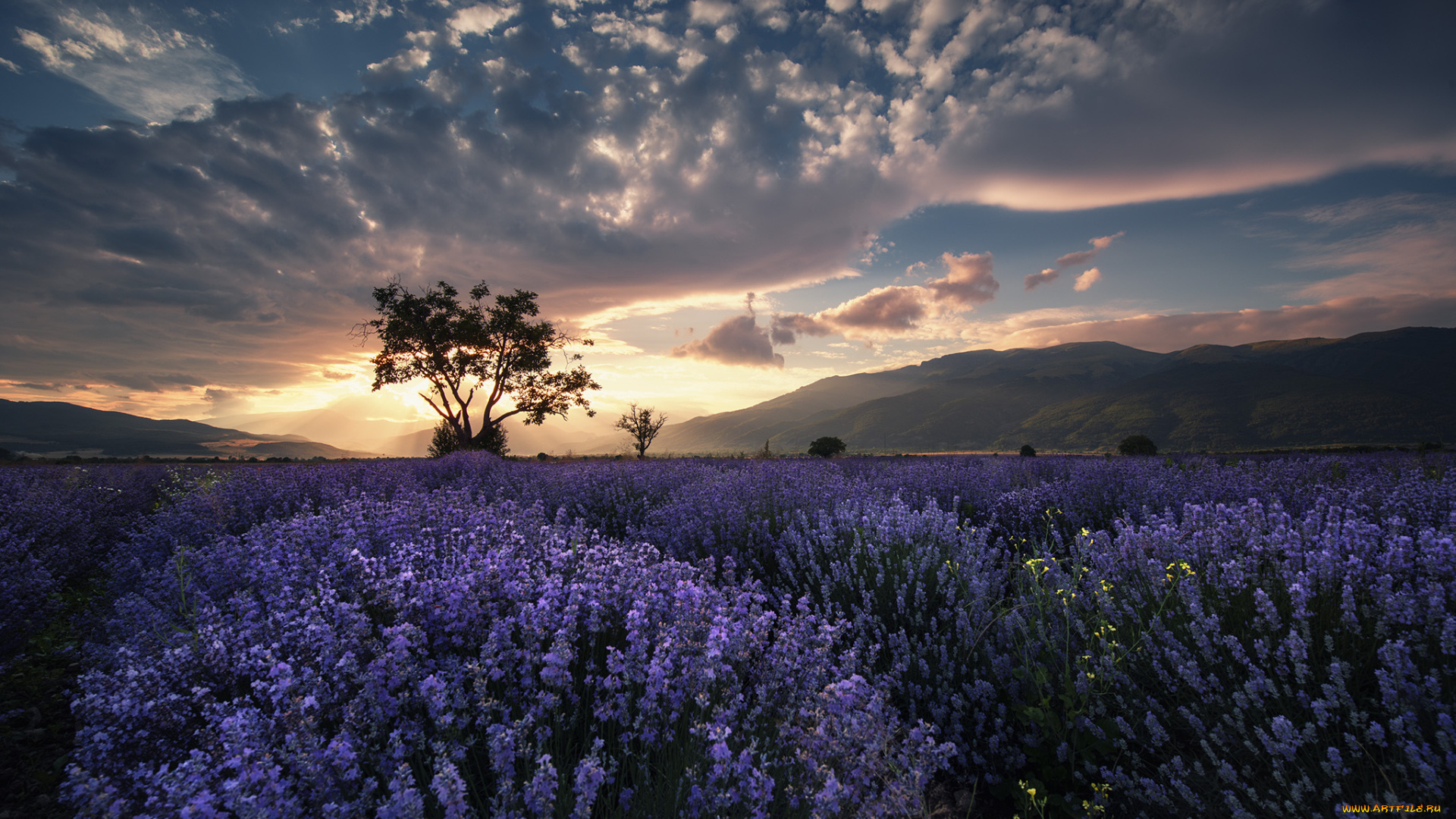 природа, восходы, закаты, лаванда, закат, пейзаж