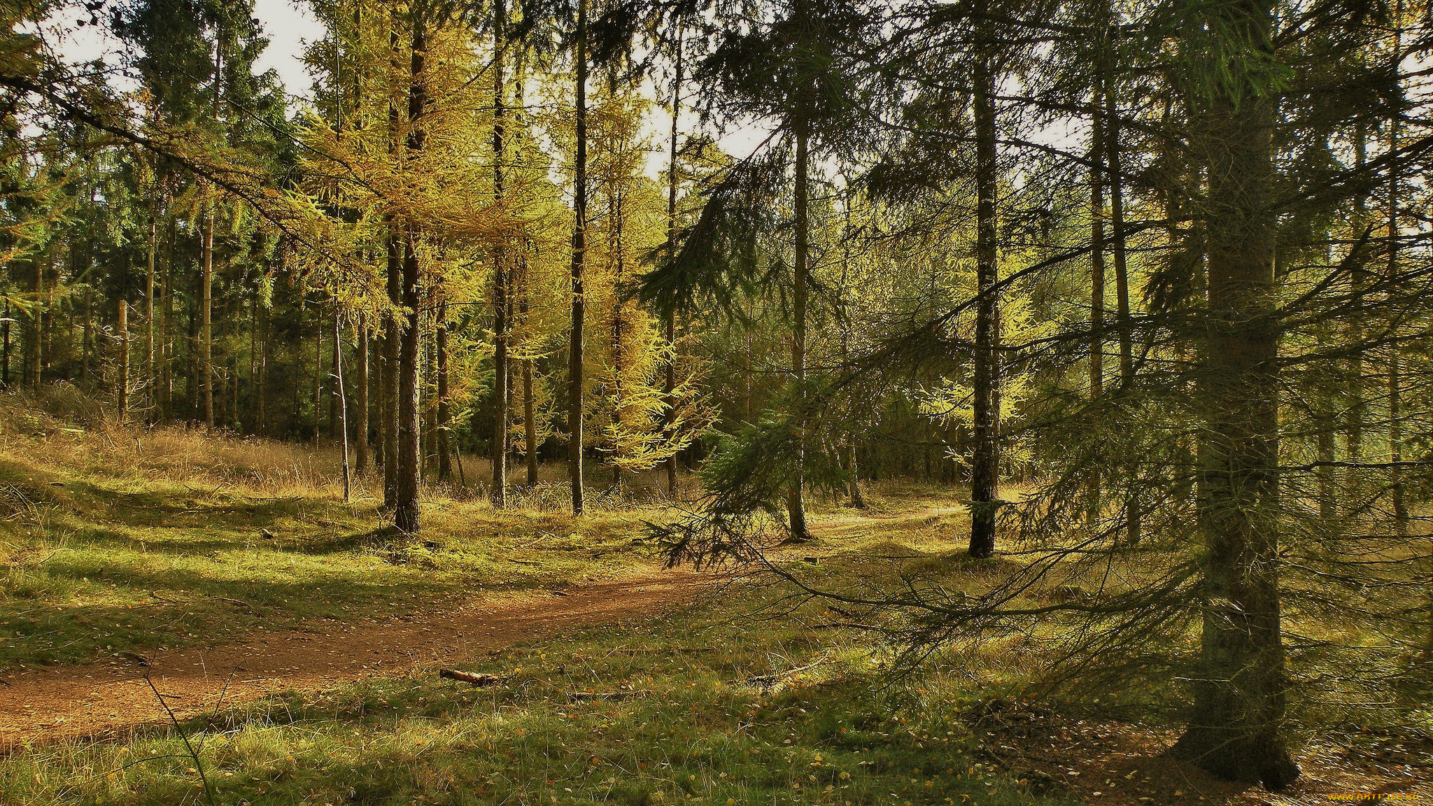 природа, дороги, тропинка, лес