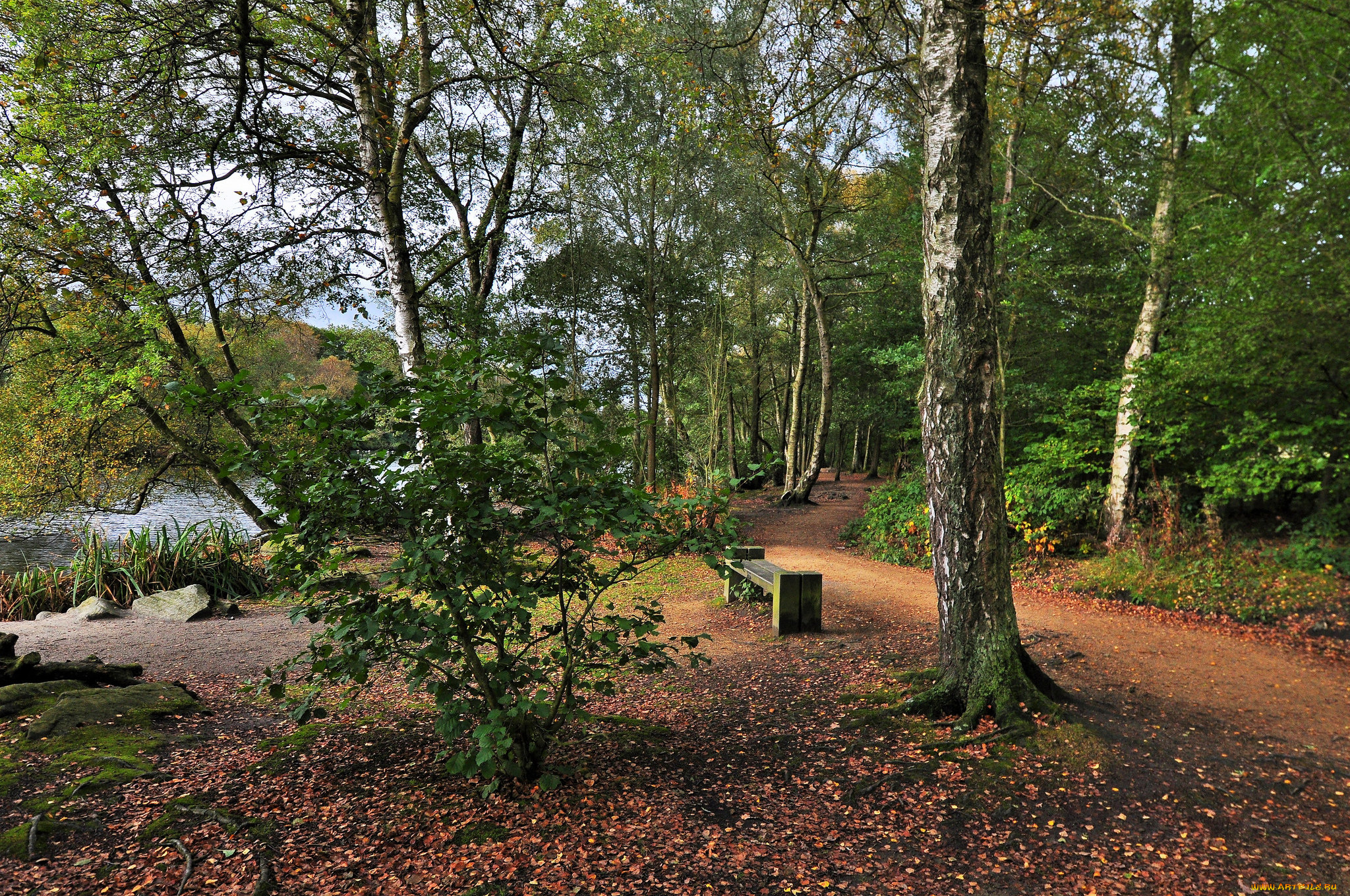 природа, реки, озера, река, лес