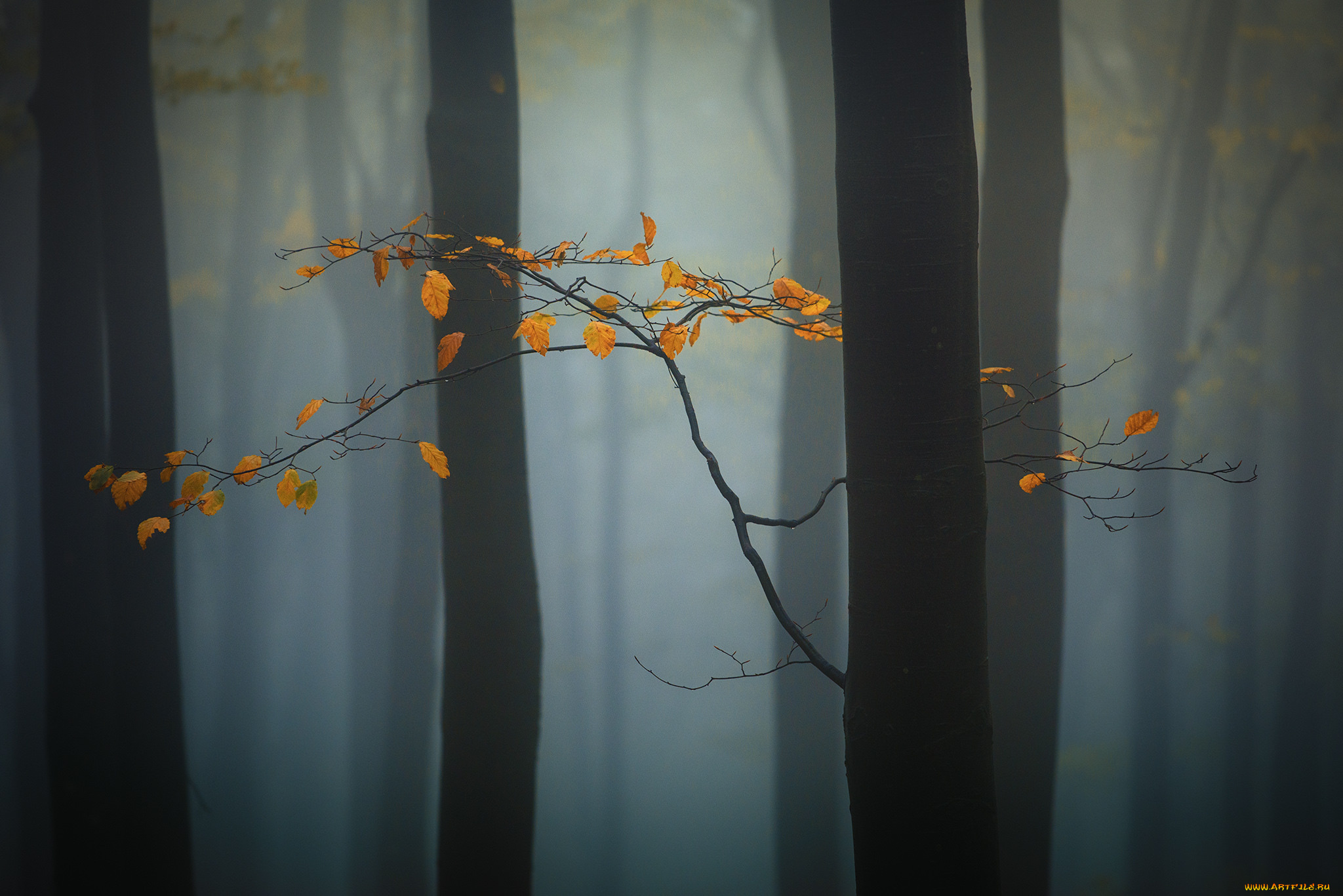 природа, листья, утро, лес