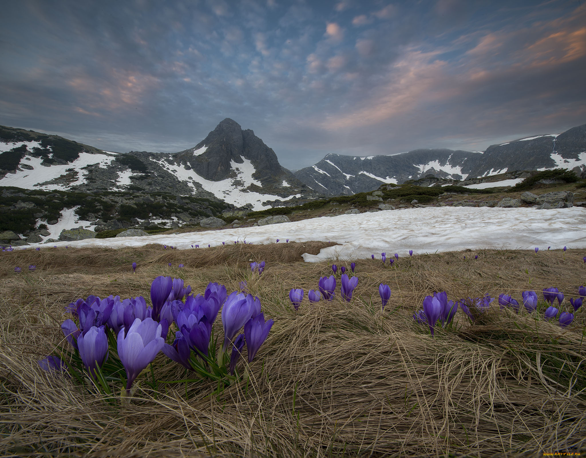 природа, луга, горы, крокусы, луг