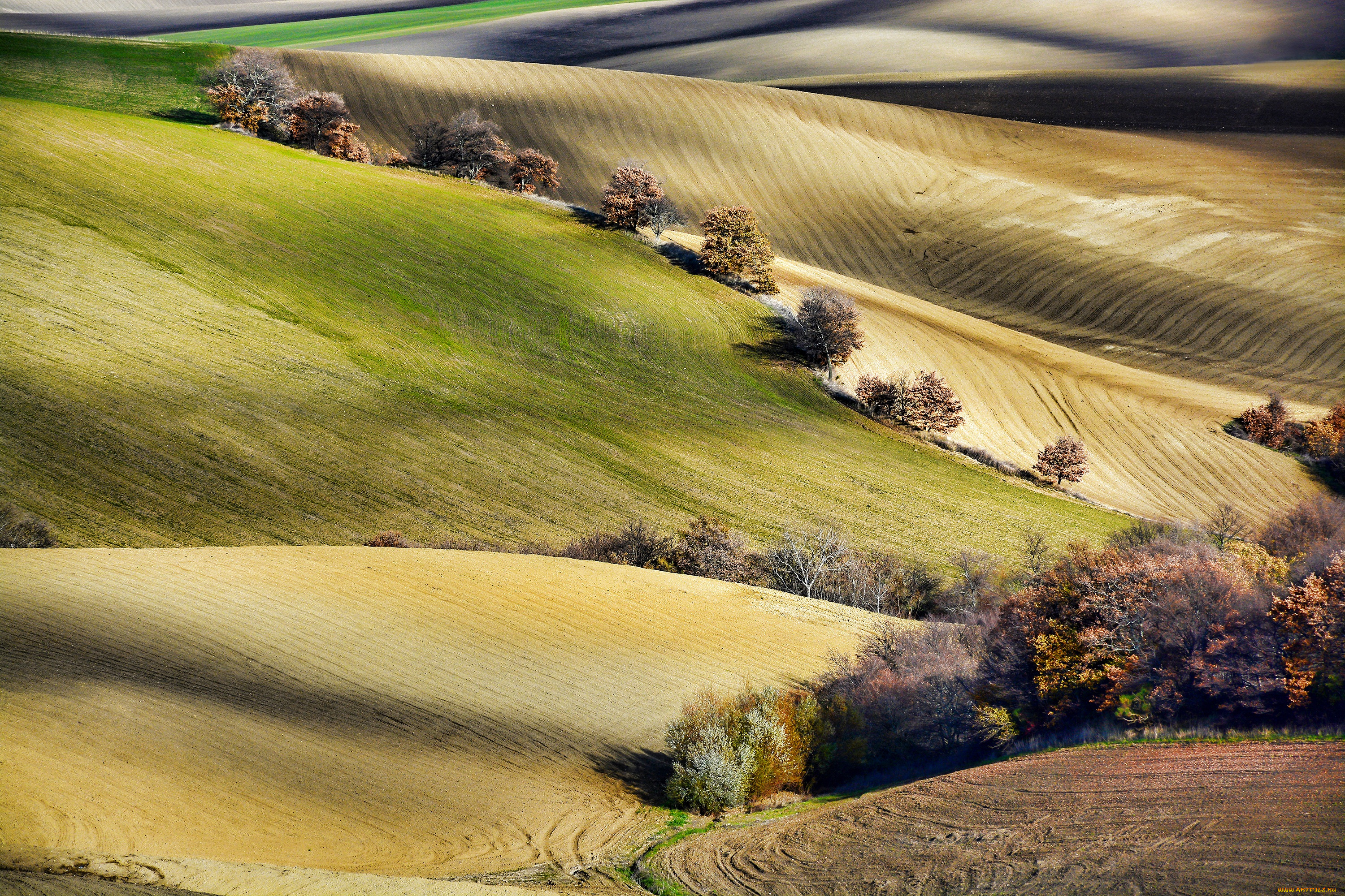 природа, поля, деревья