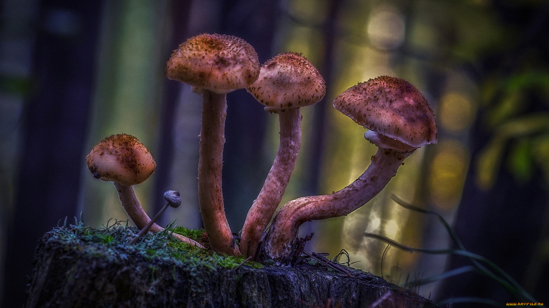 природа, грибы, опята, лес