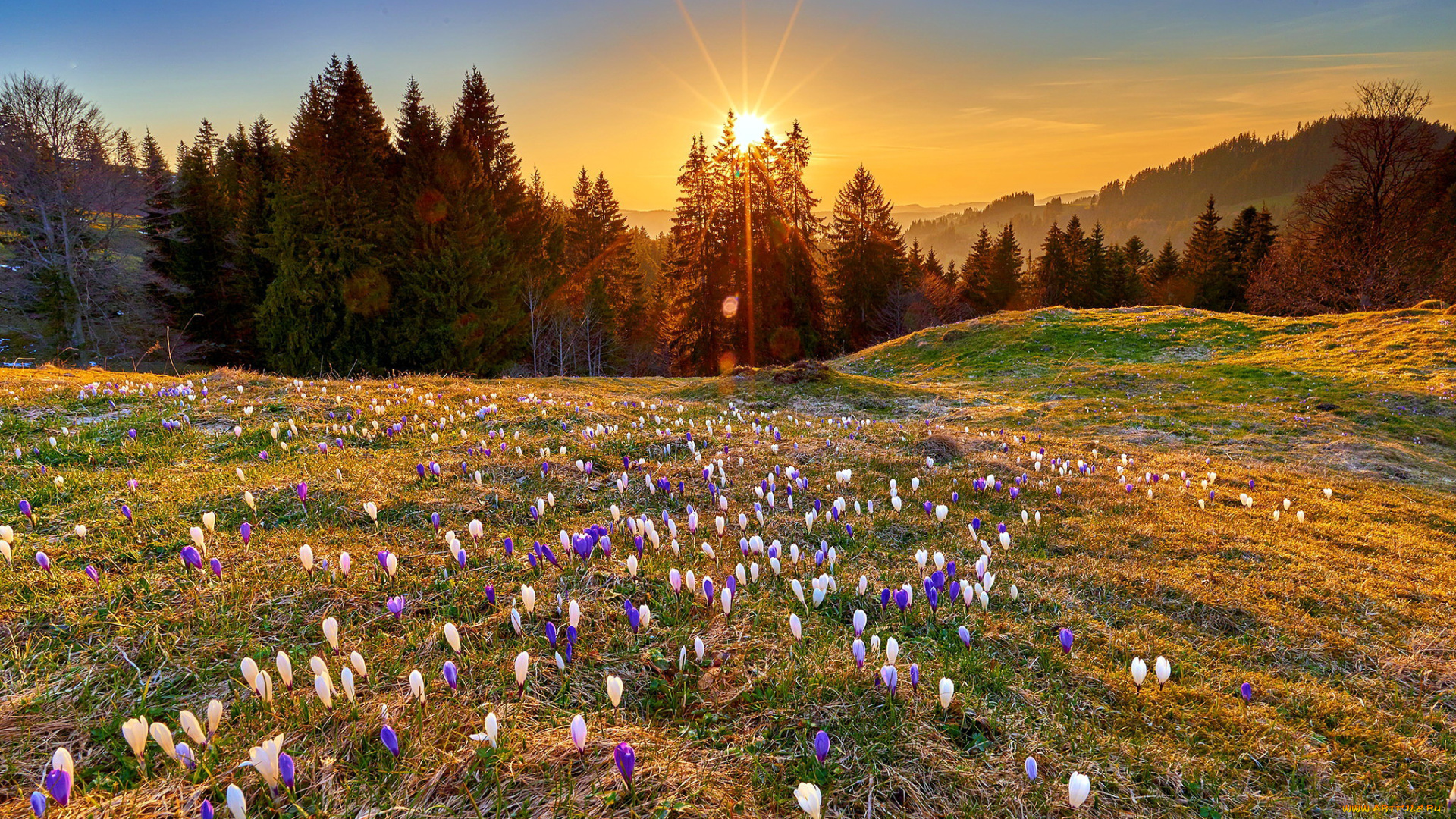 природа, луга, крокусы, весна