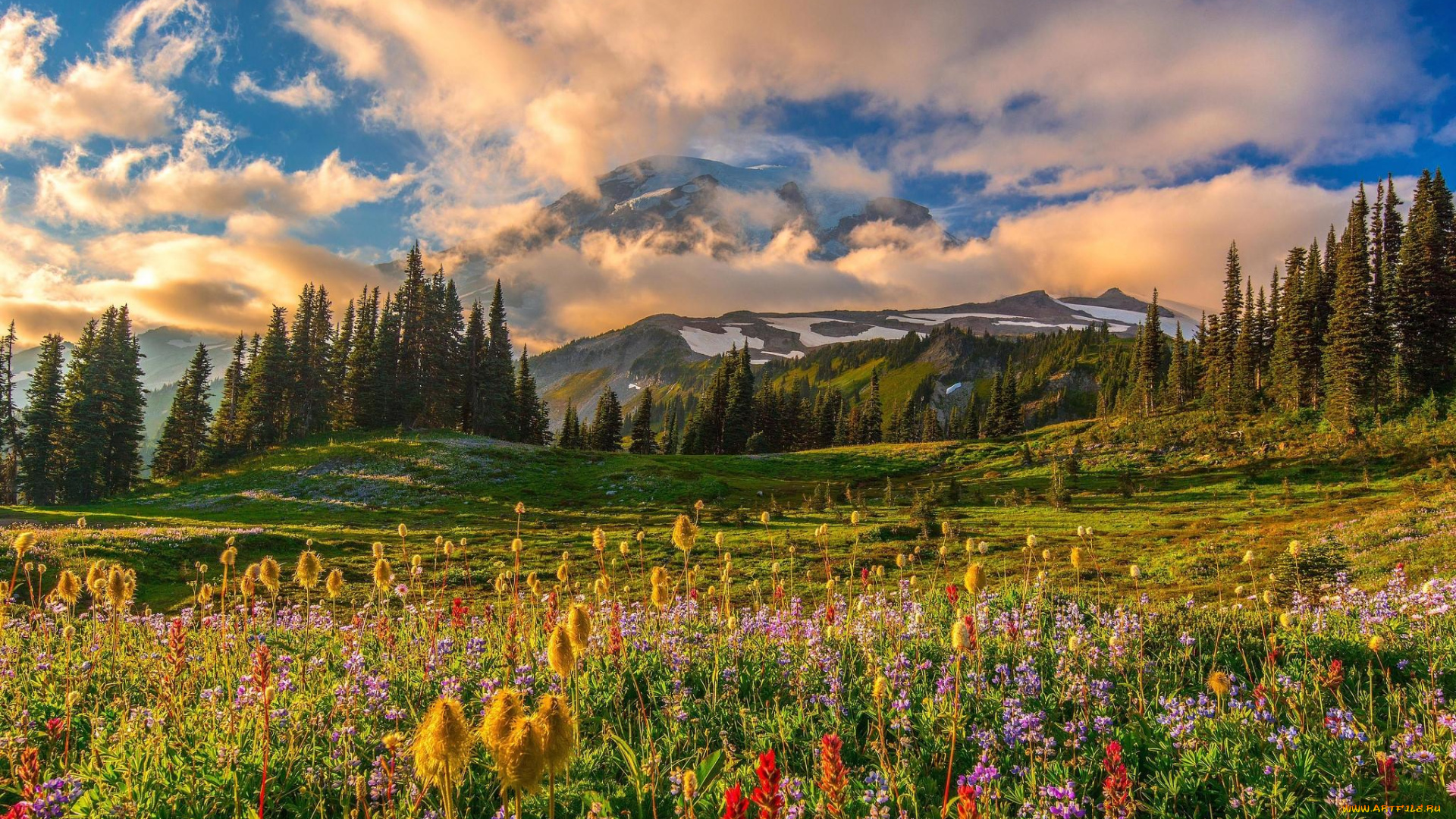 природа, пейзажи, национальный, парк, маунт-рейнир, цветы, деревья, горы, поле