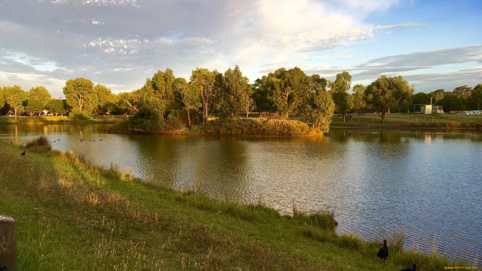 природа, реки, озера, река, деревья, островок