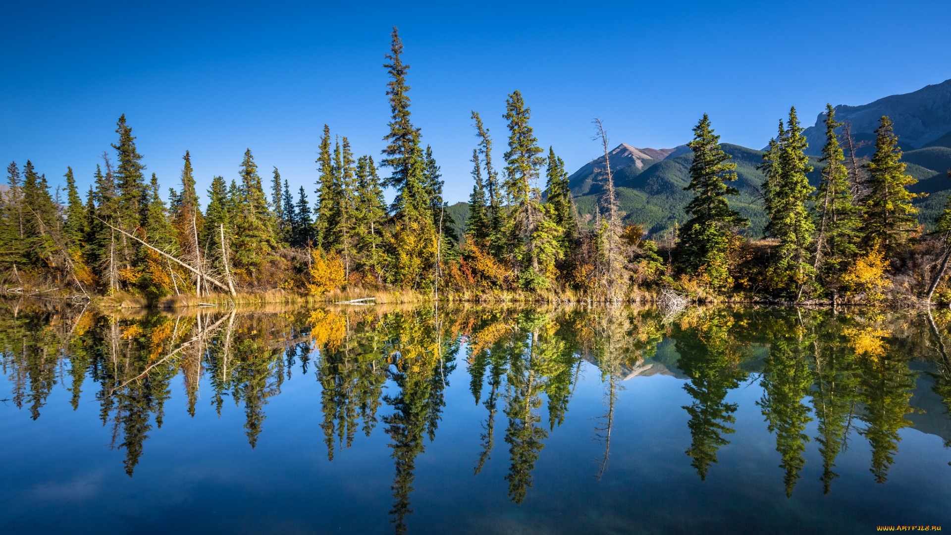 природа, реки, озера, река, лес