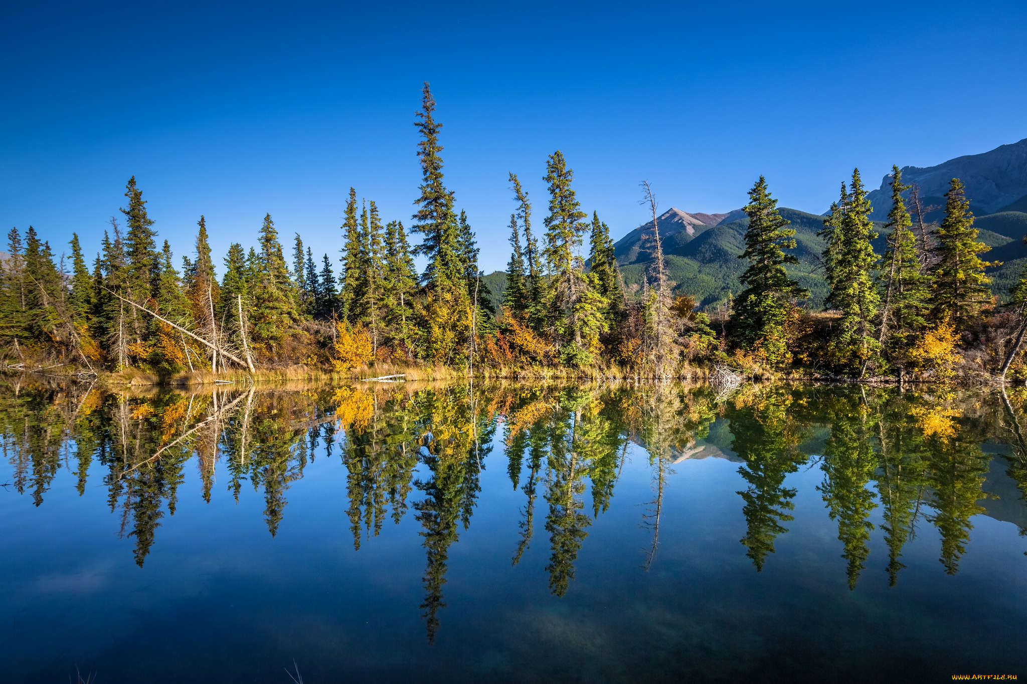 природа, реки, озера, река, лес