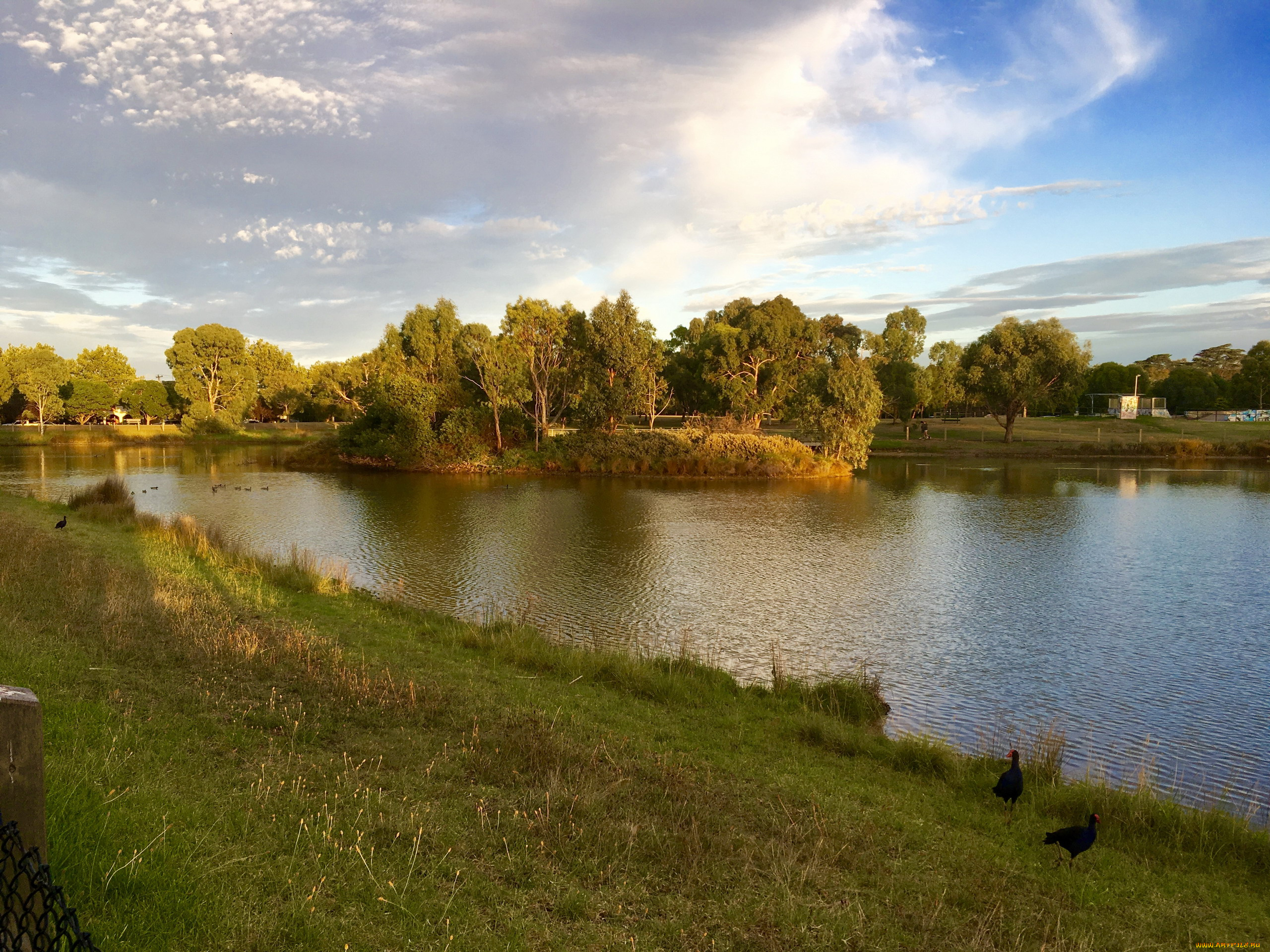 природа, реки, озера, река, деревья, островок