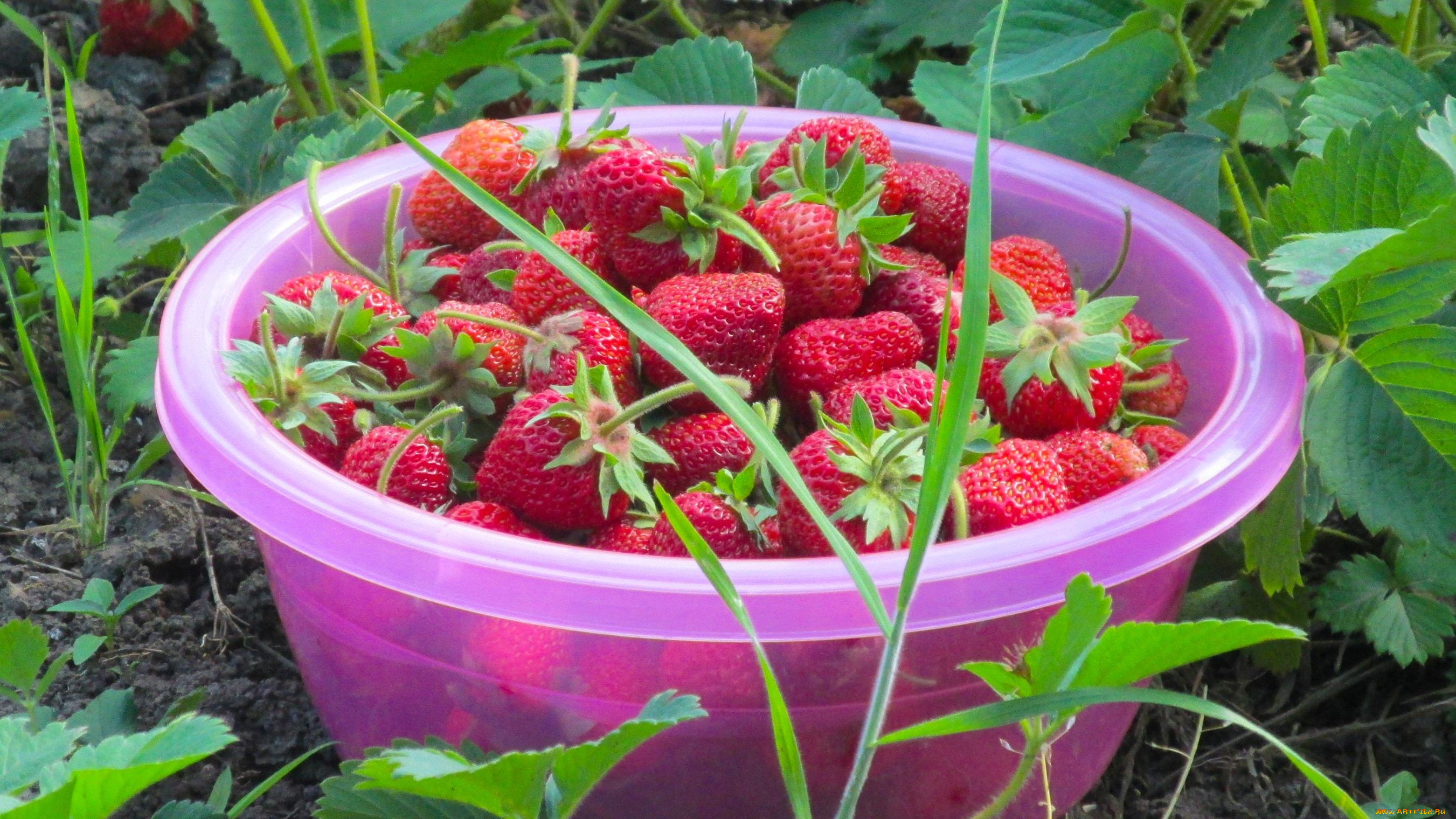 еда, клубника, , земляника, грядка, листья, миска