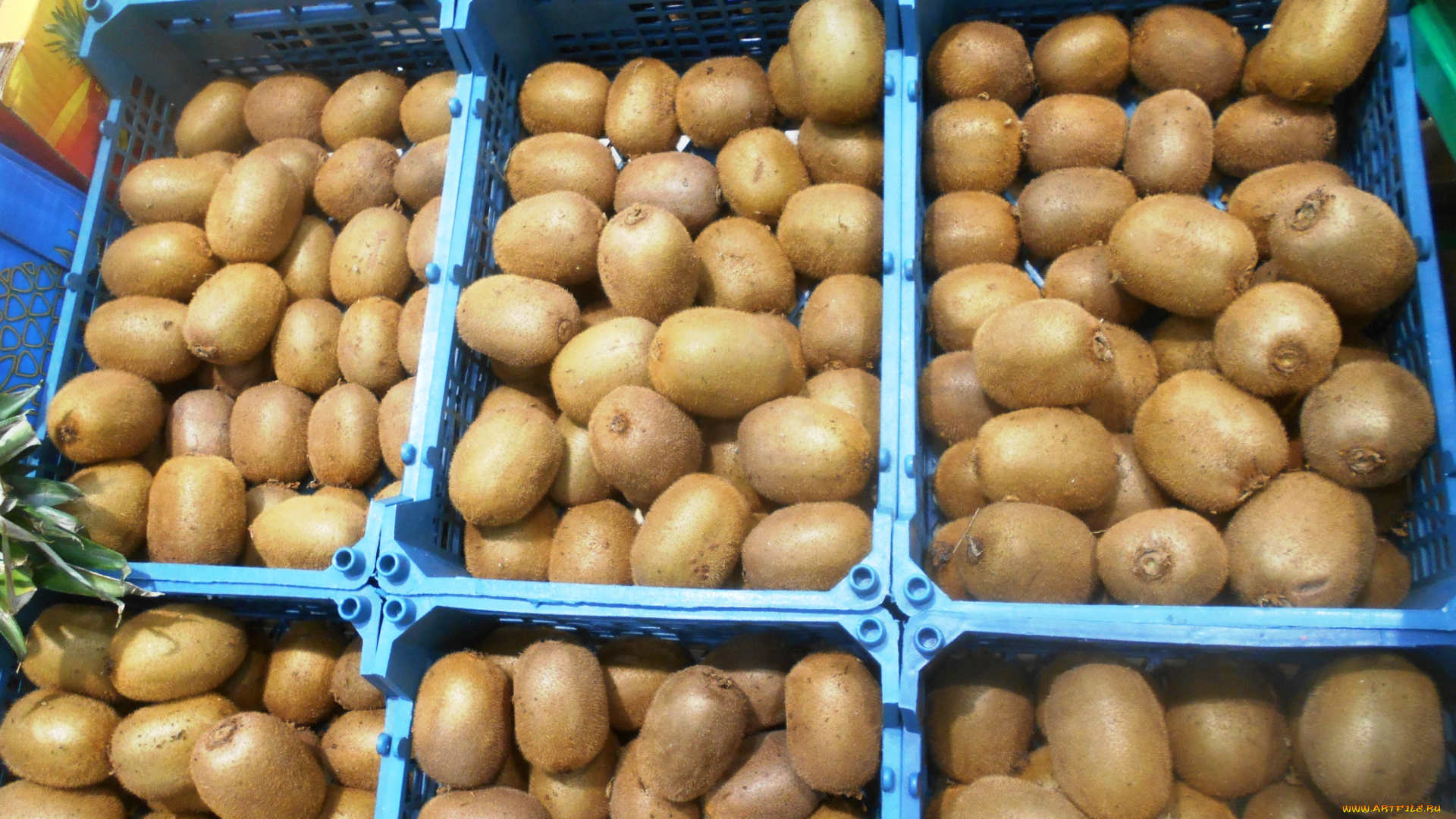 еда, киви, фрукты