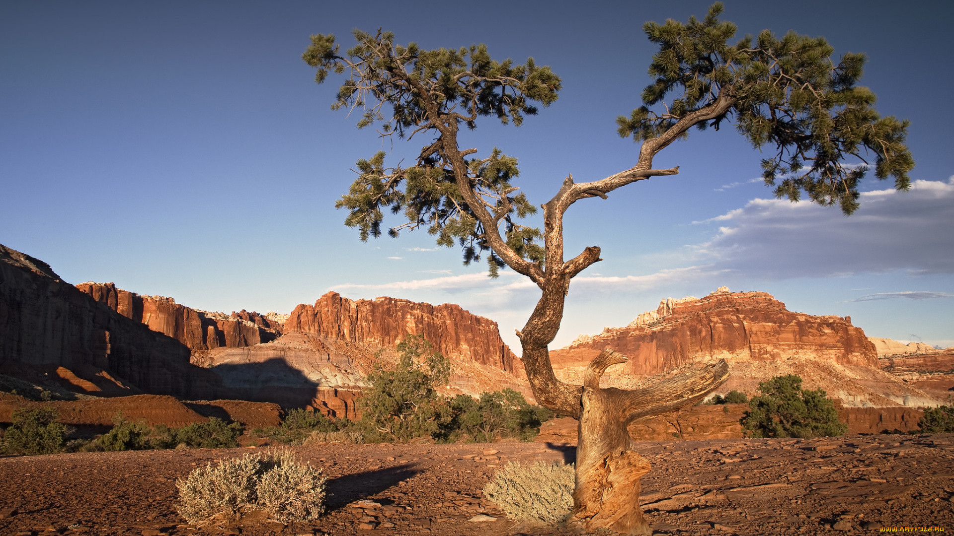 природа, деревья, простор