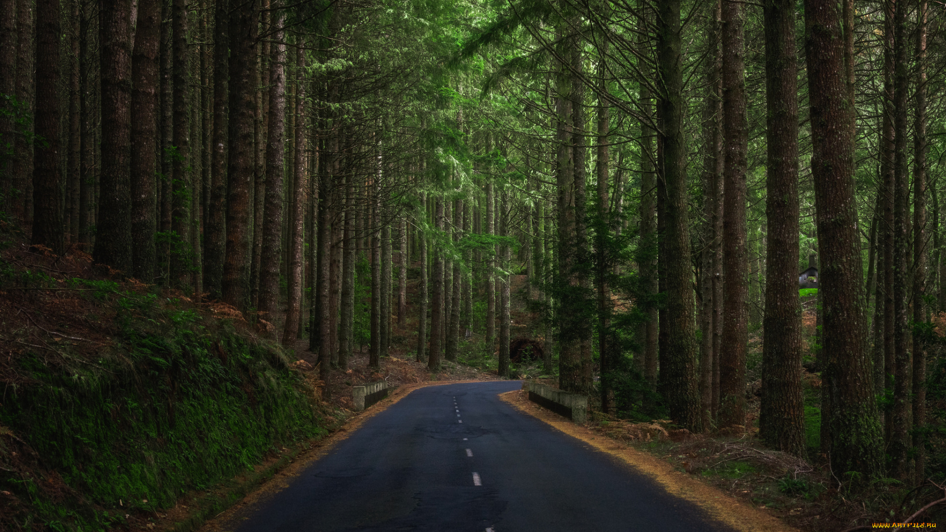 природа, дороги, простор