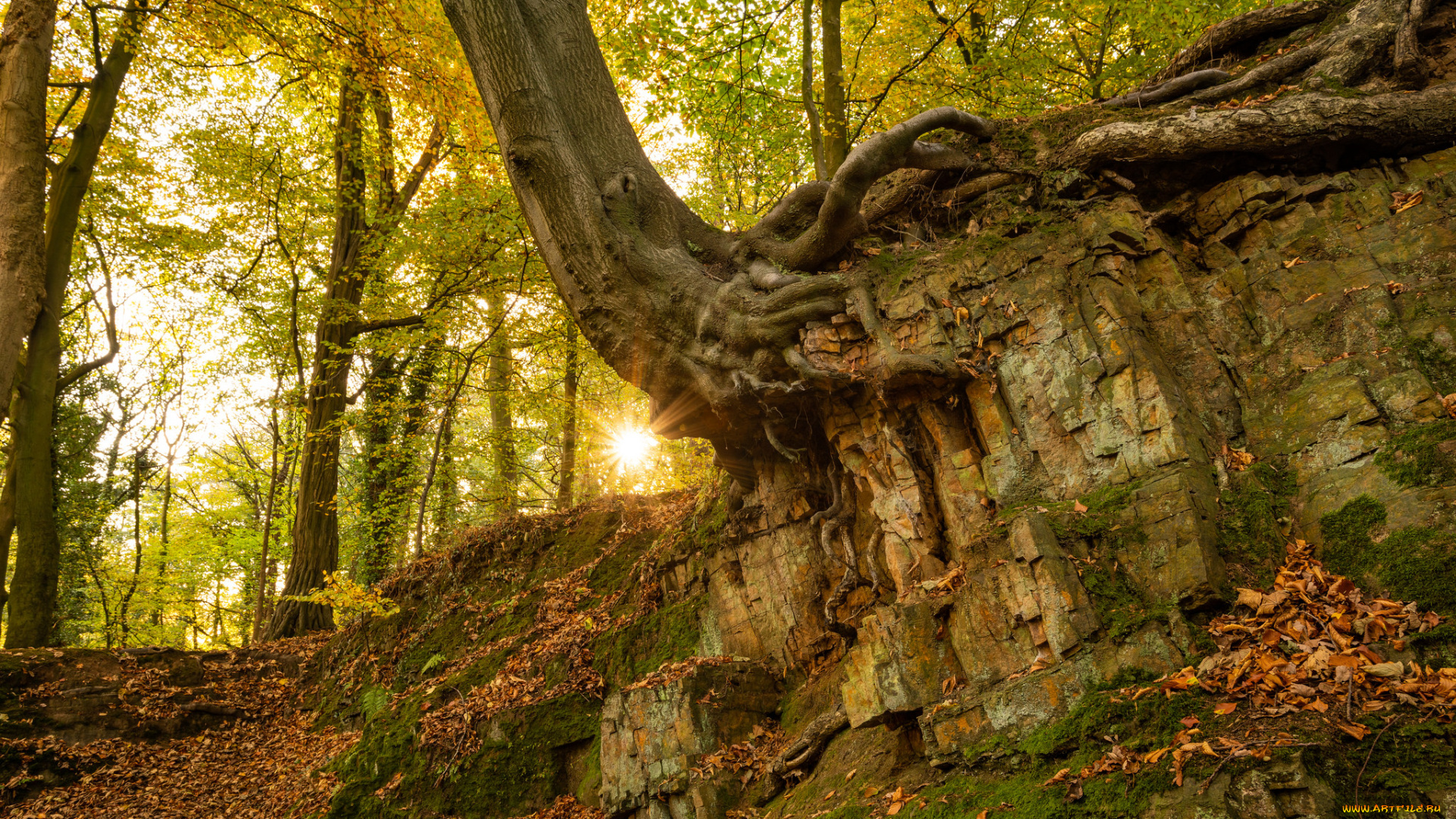 природа, лес, простор